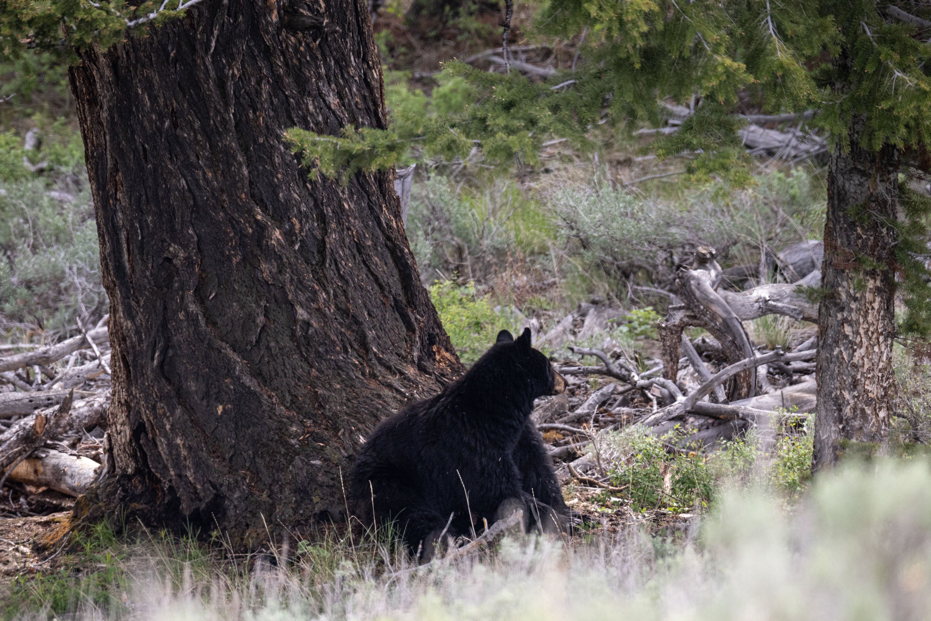 Mama black bear keeping watch while cubs sleep above