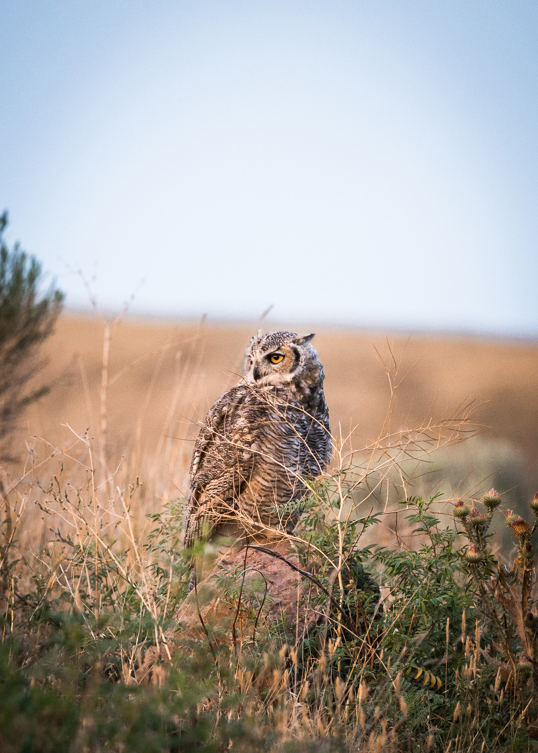 Great Horned Owl