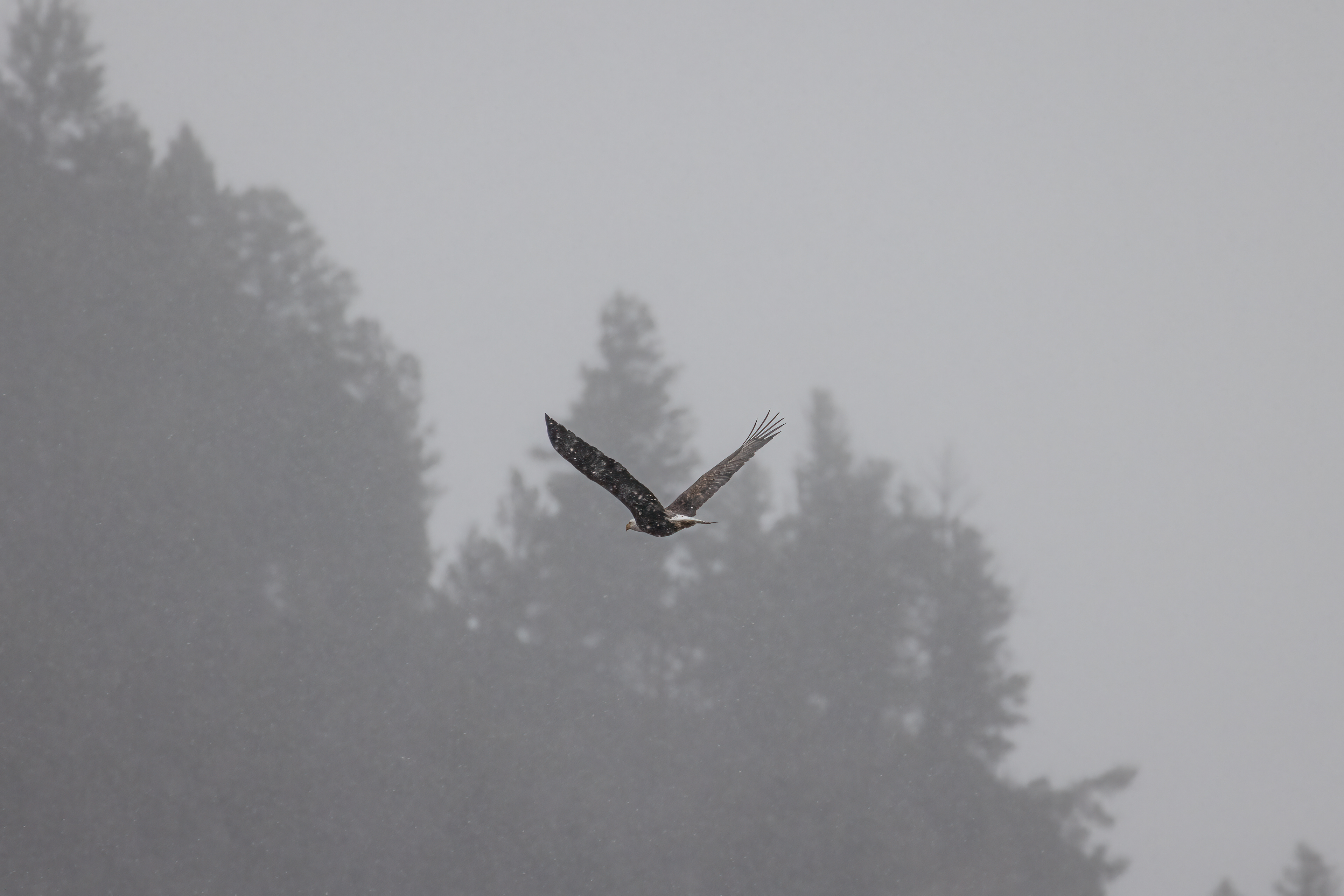 Bald Eagle in Yellowstone