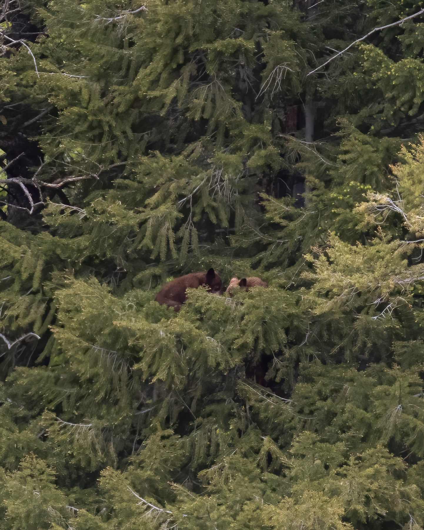 Cinnamon Black Bear COY wrestling in a tree