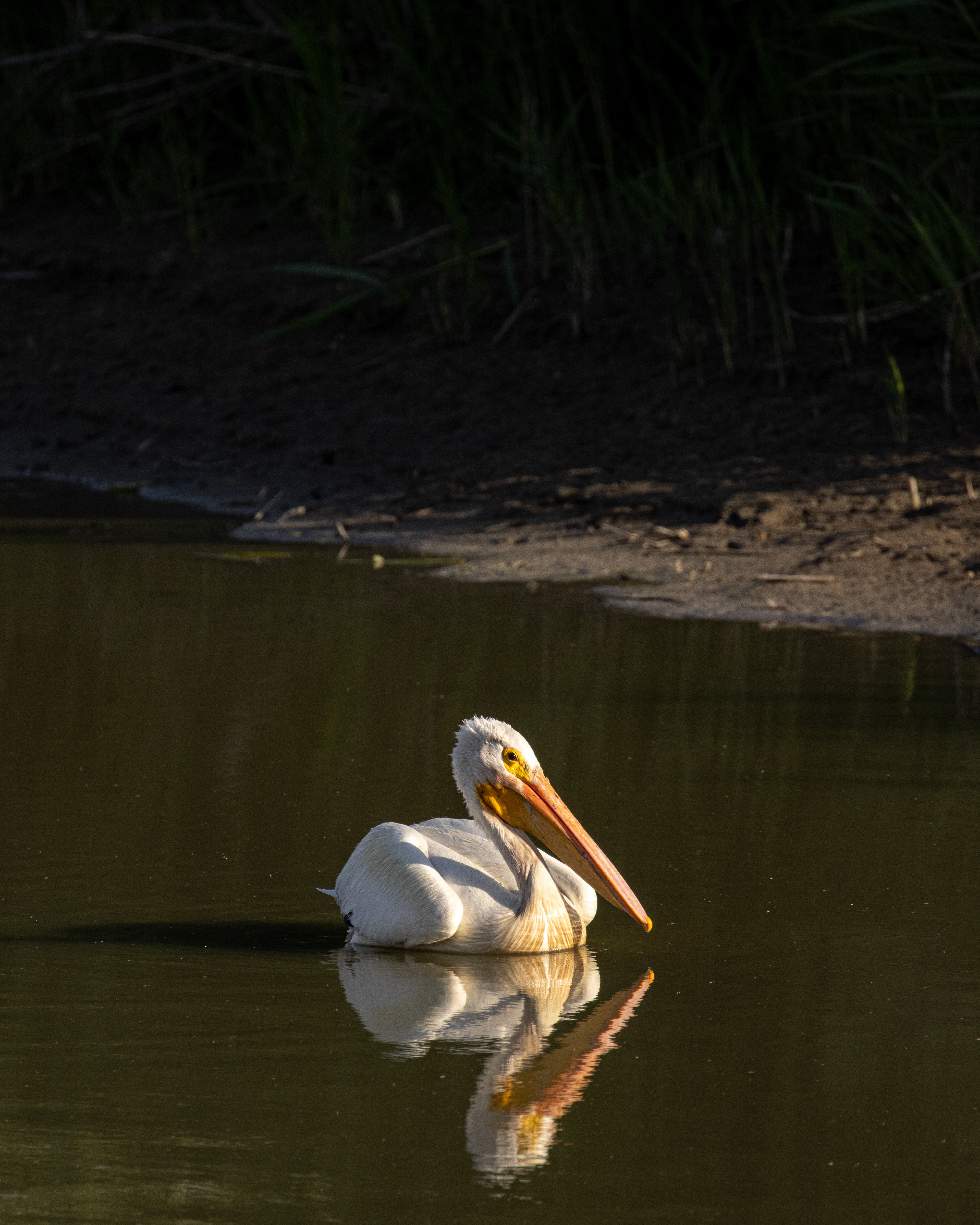 American White Pelican