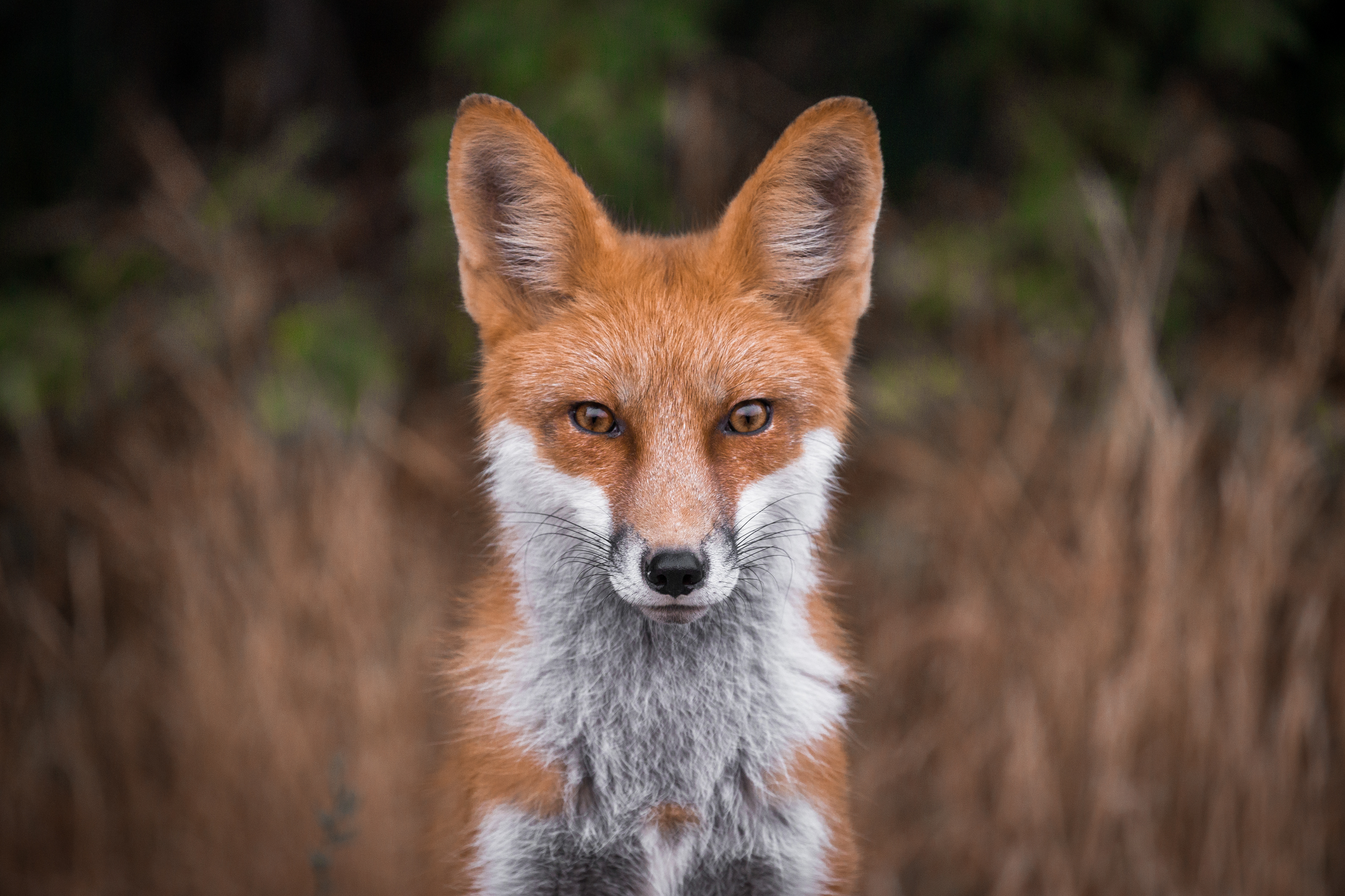 Red Fox