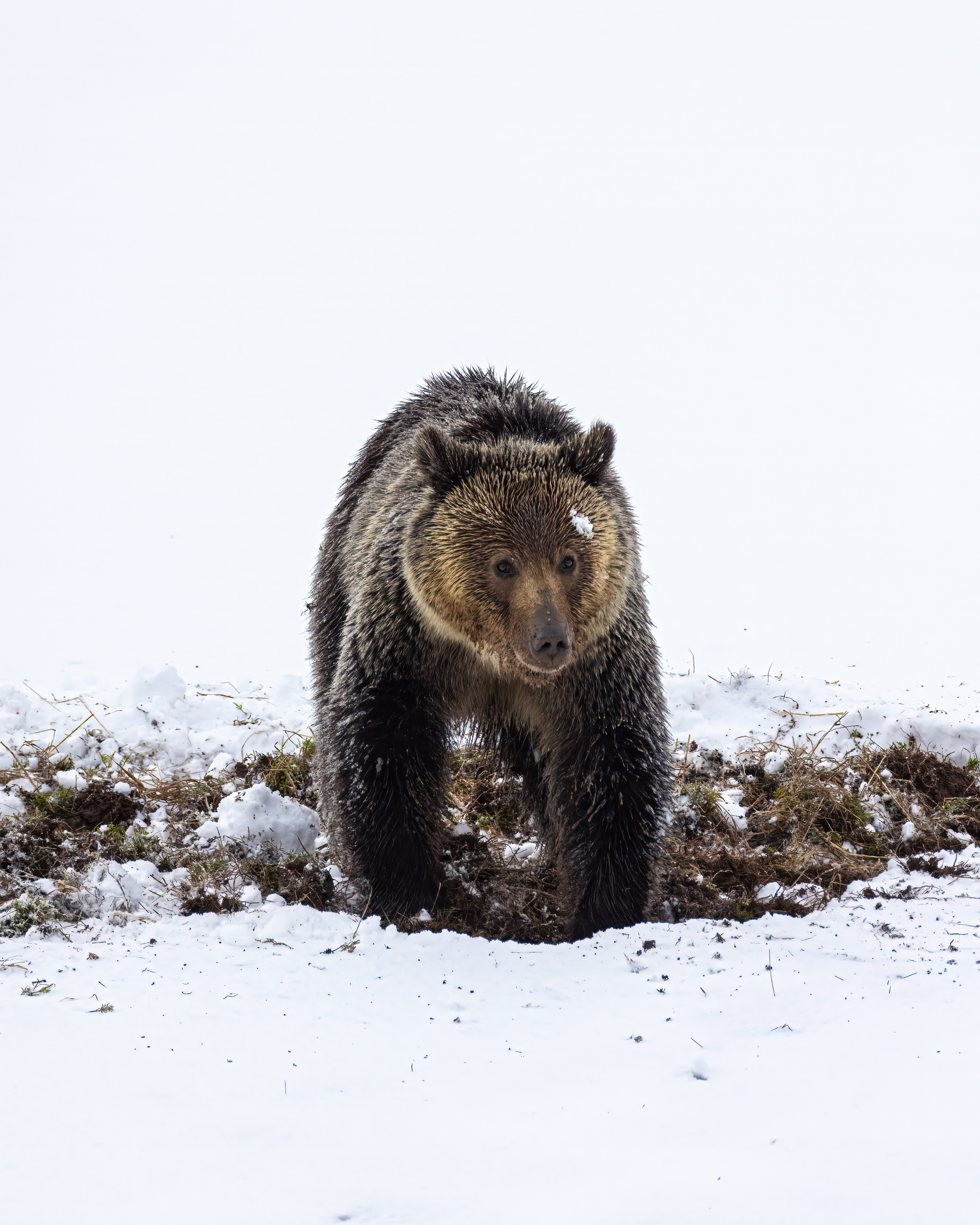 Young Grizzly Bear in Yellowstone