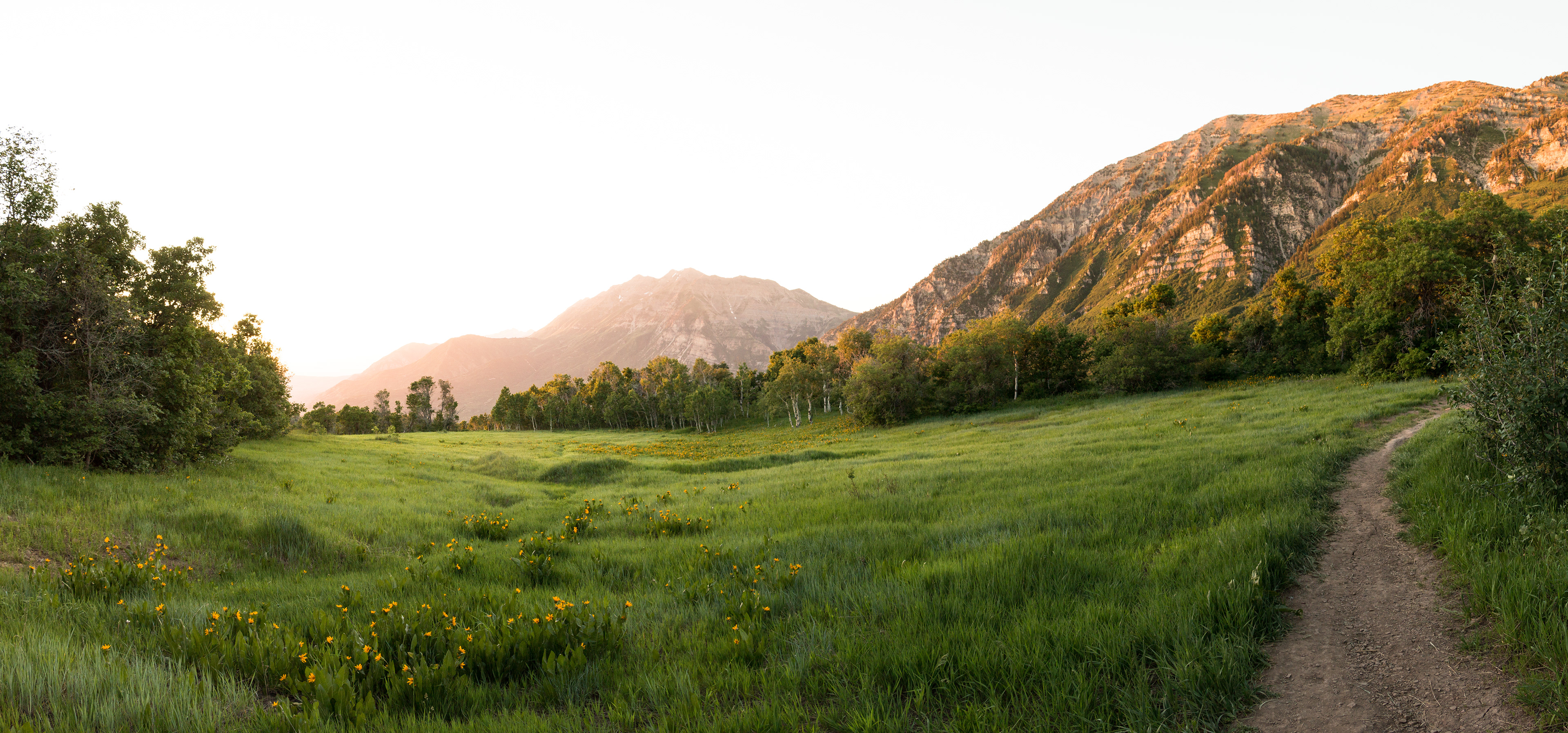 Sunset in the Meadow