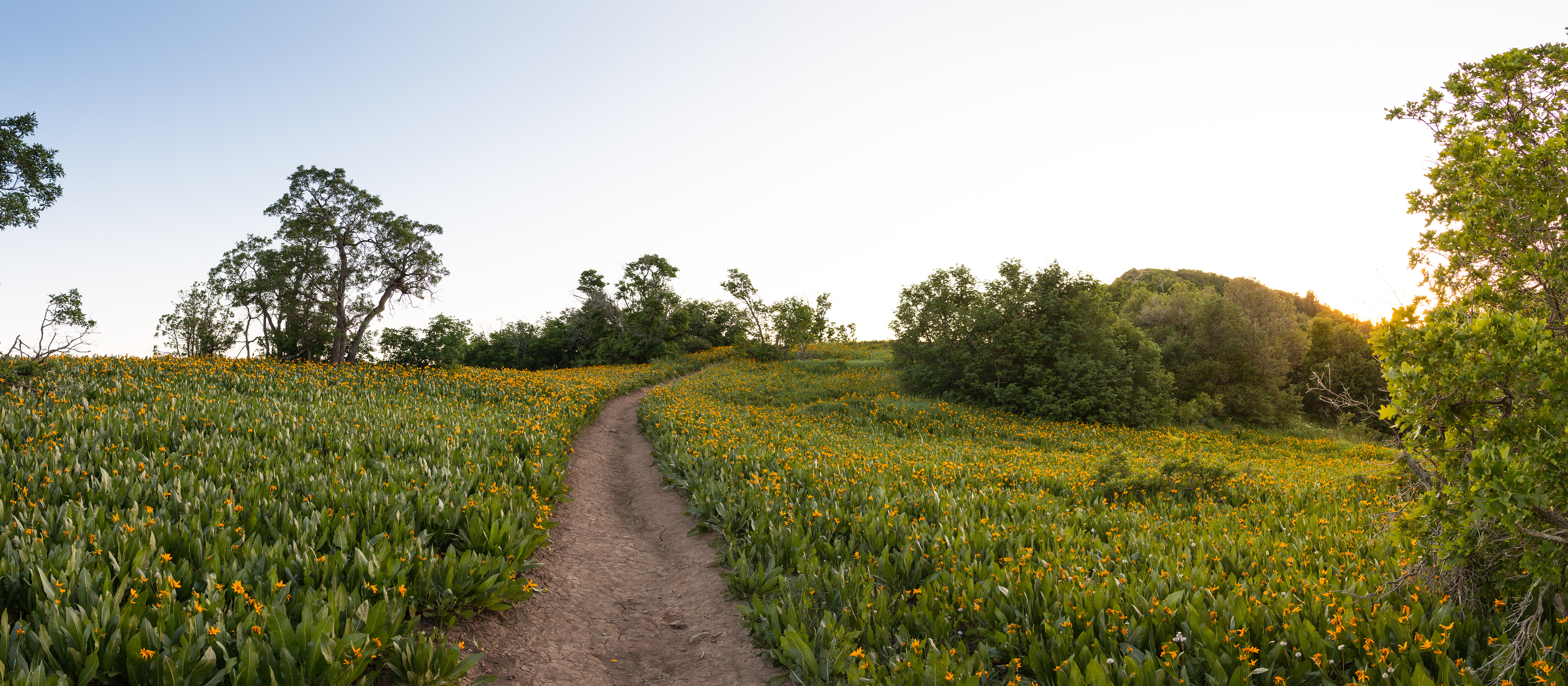 Yellow Flower Field