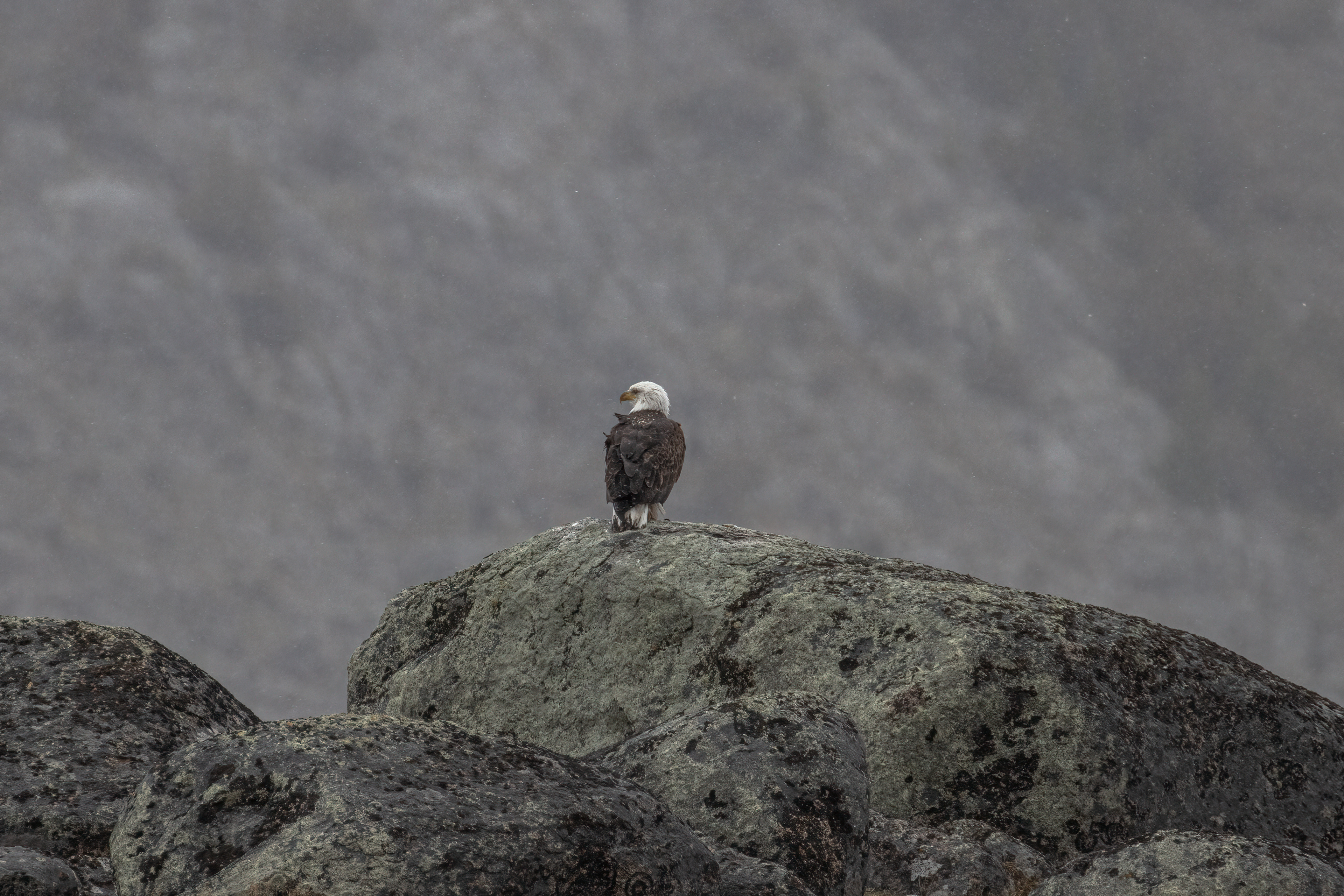 Bald Eagle in Yellowstone