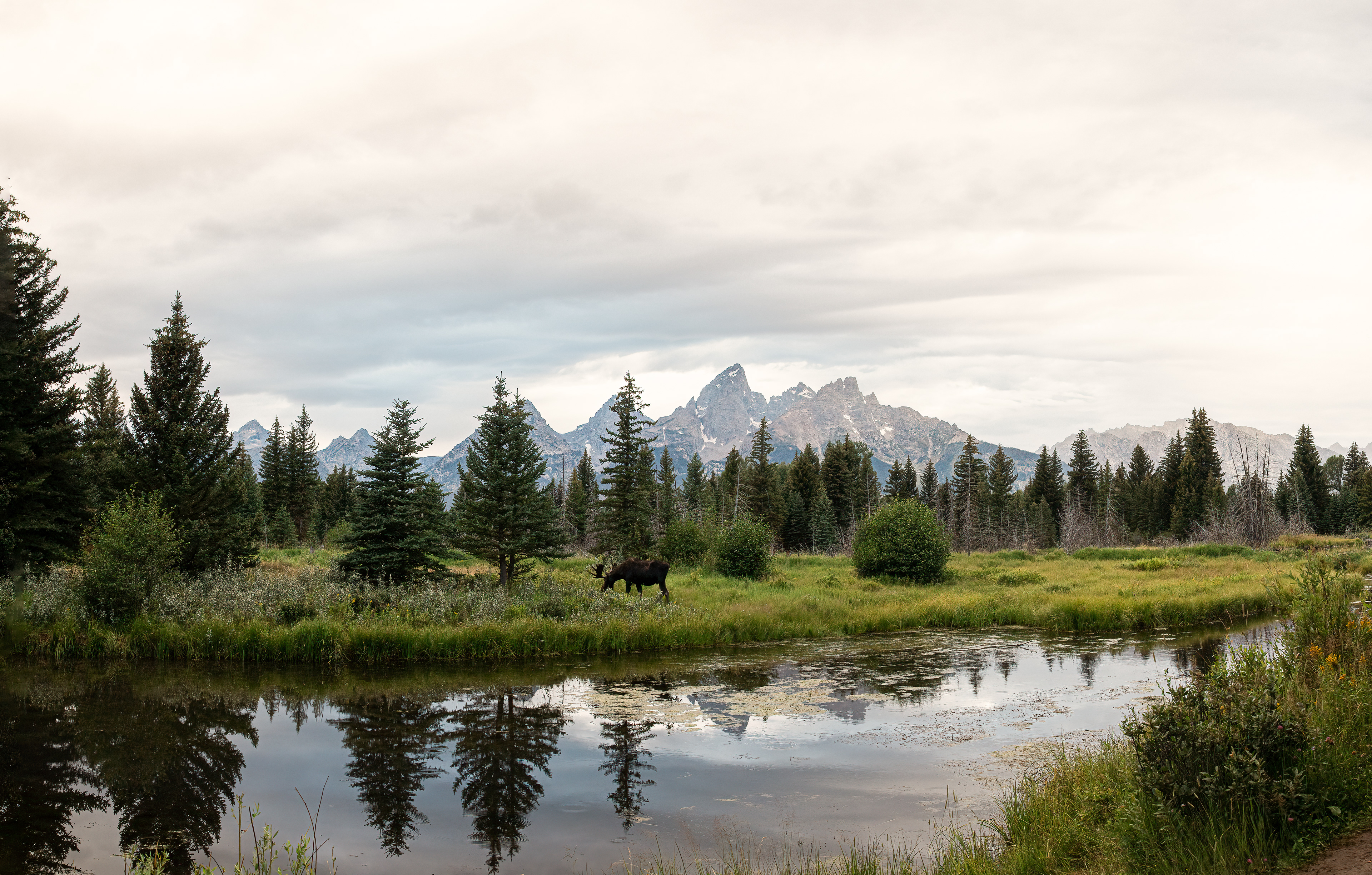 Bull Moose in front of the Tetons