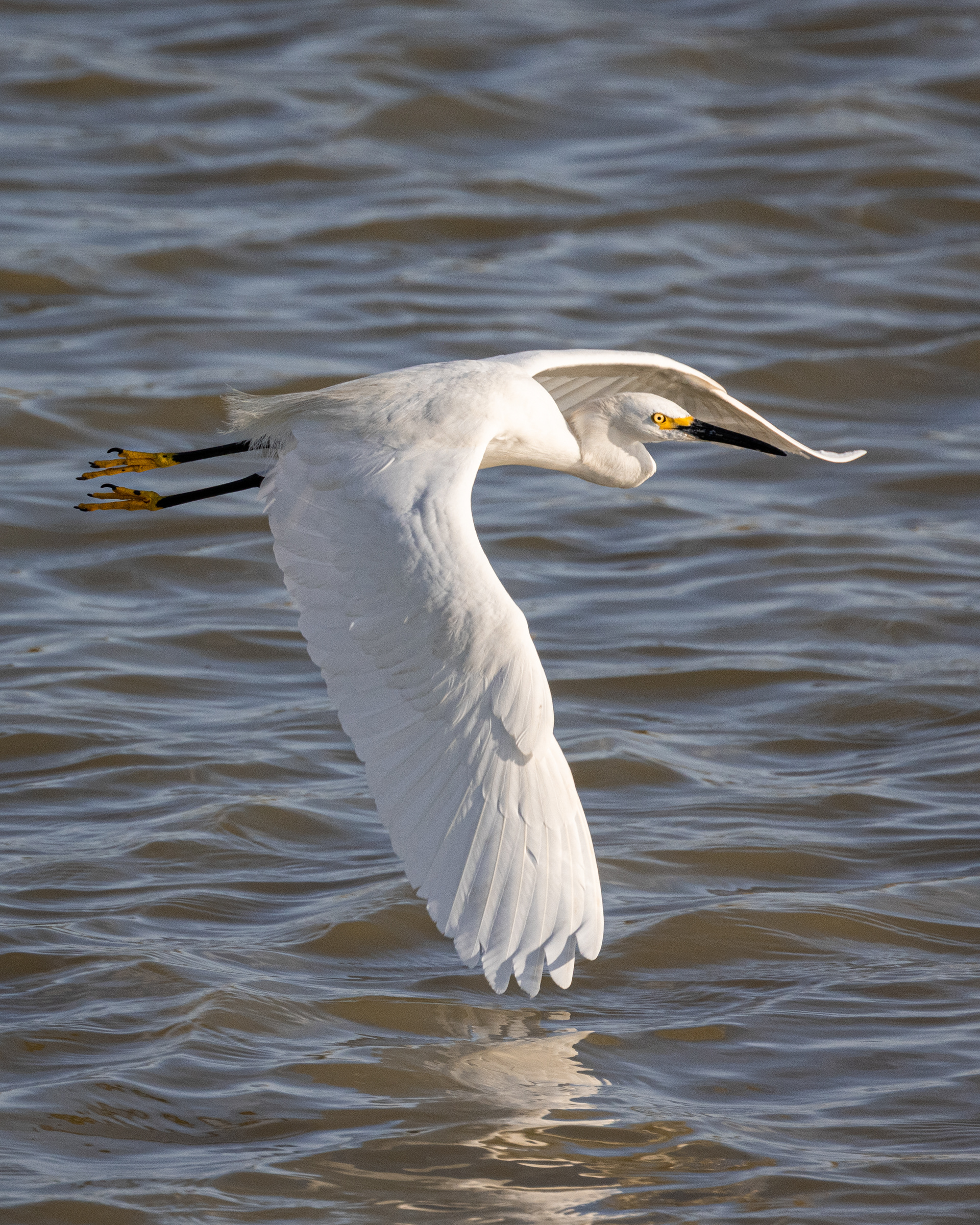 Snowy Egret