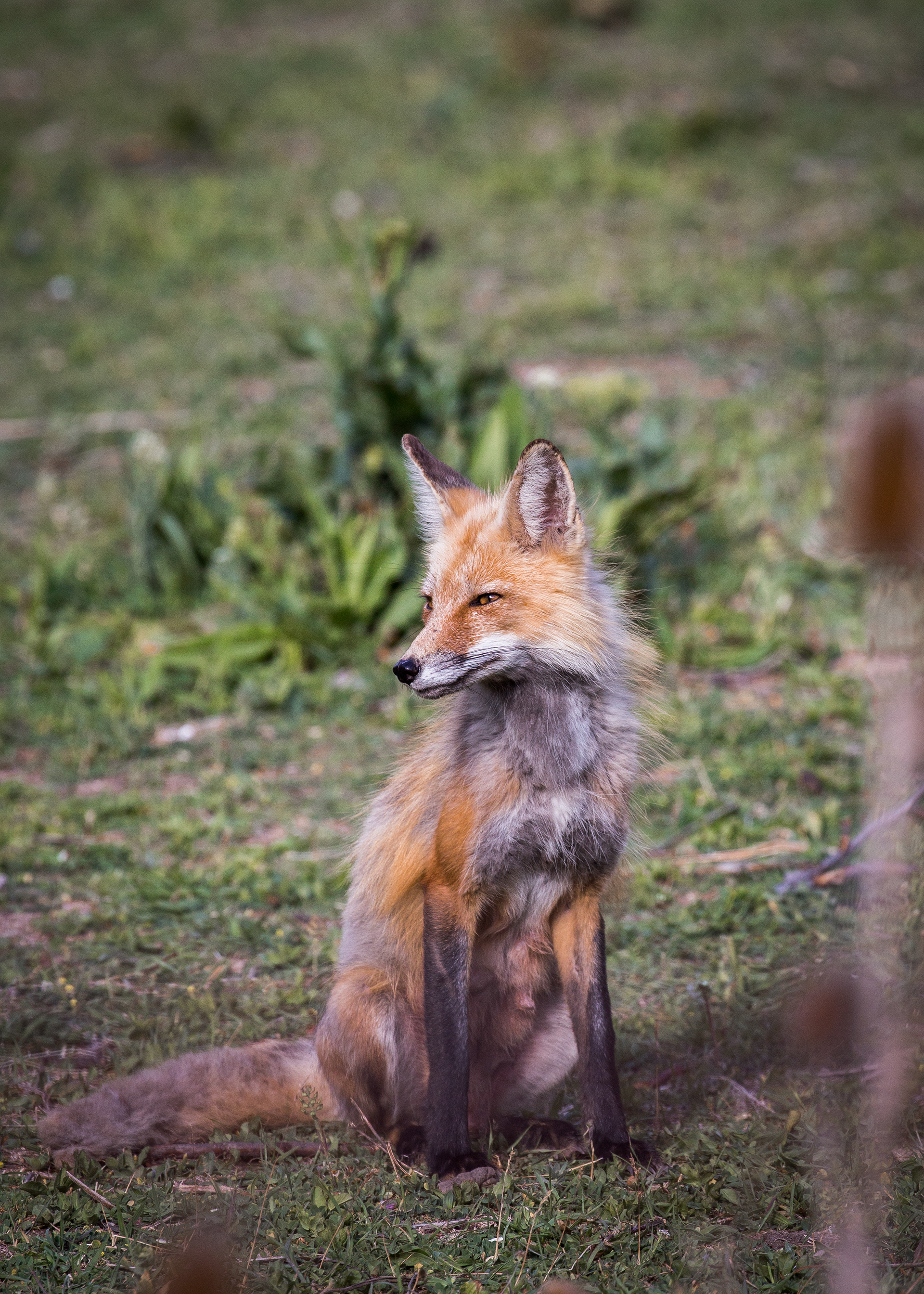 Red Fox