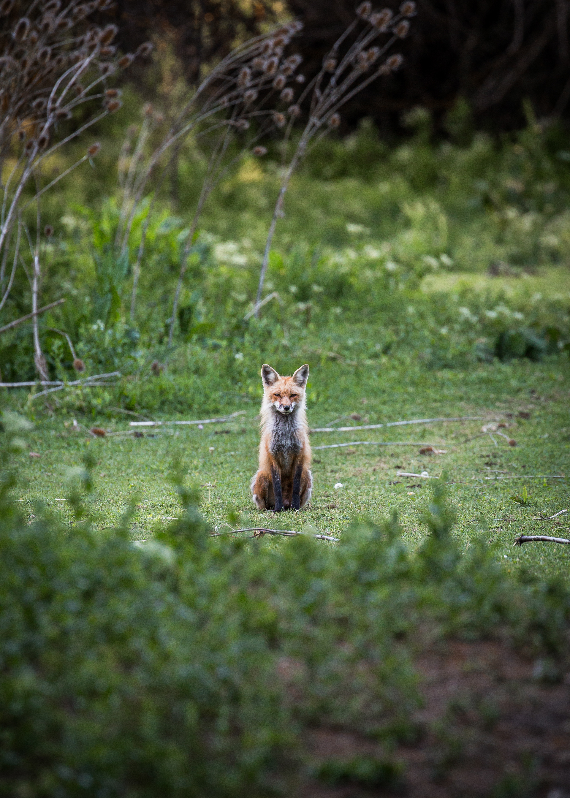 Red Fox