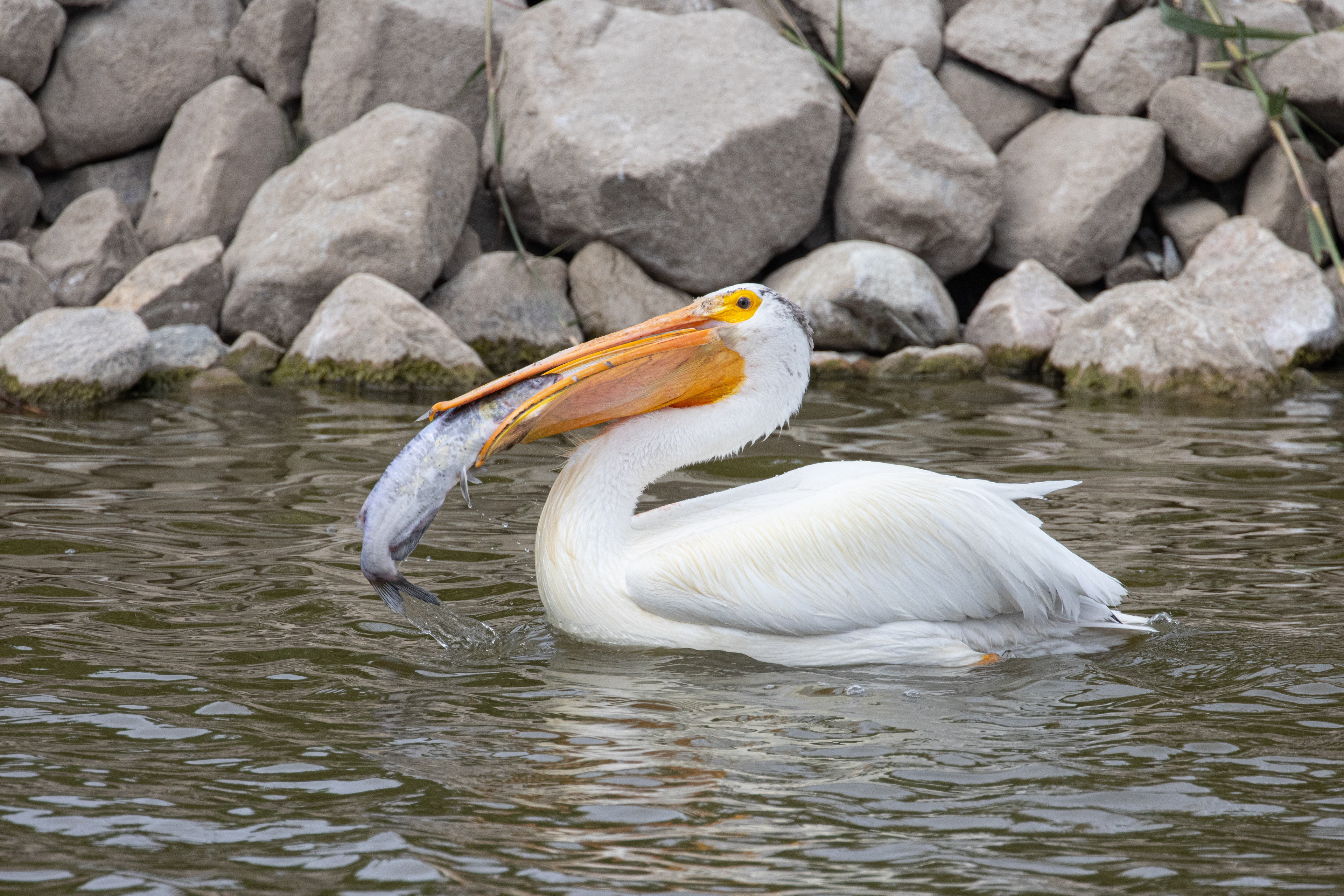 American White Pelican Eating