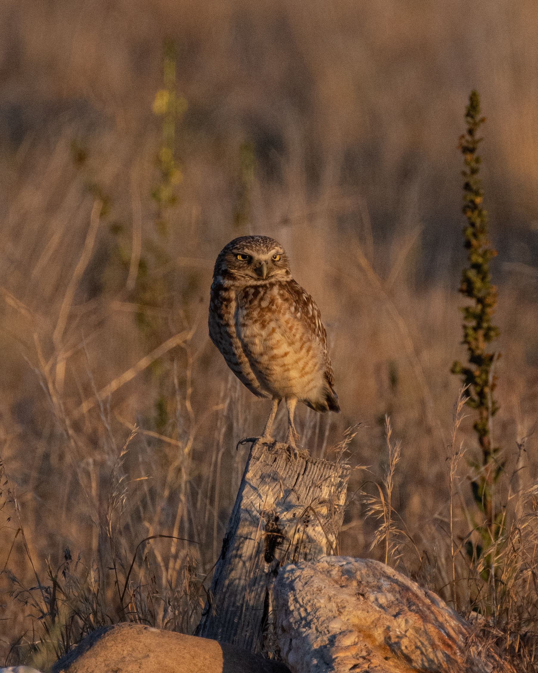 Burrowing Owl