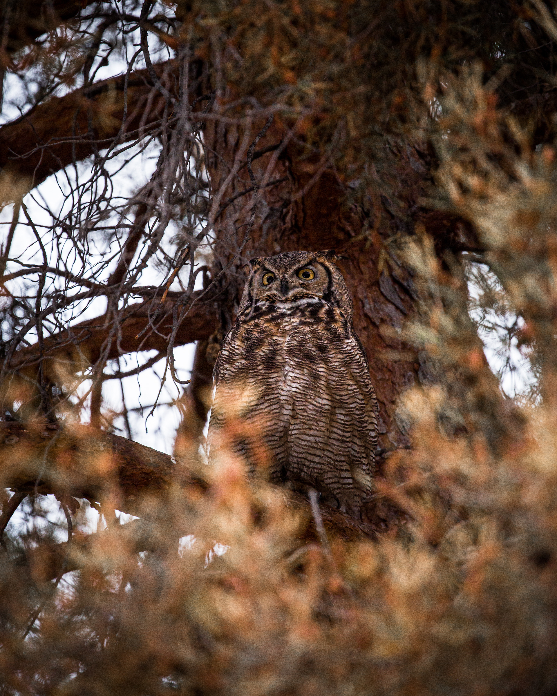 Great Horned Owl