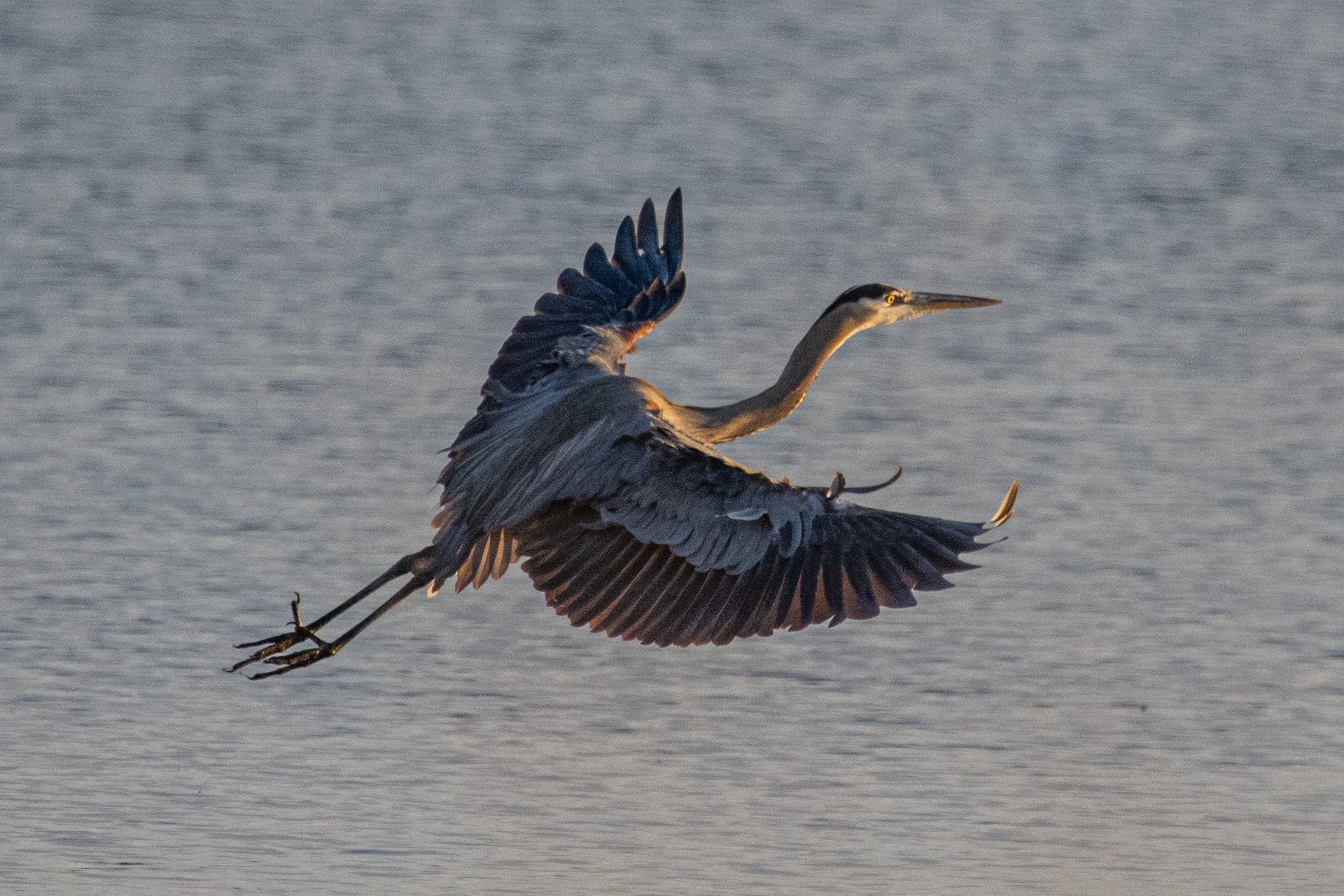 Great Blue Heron