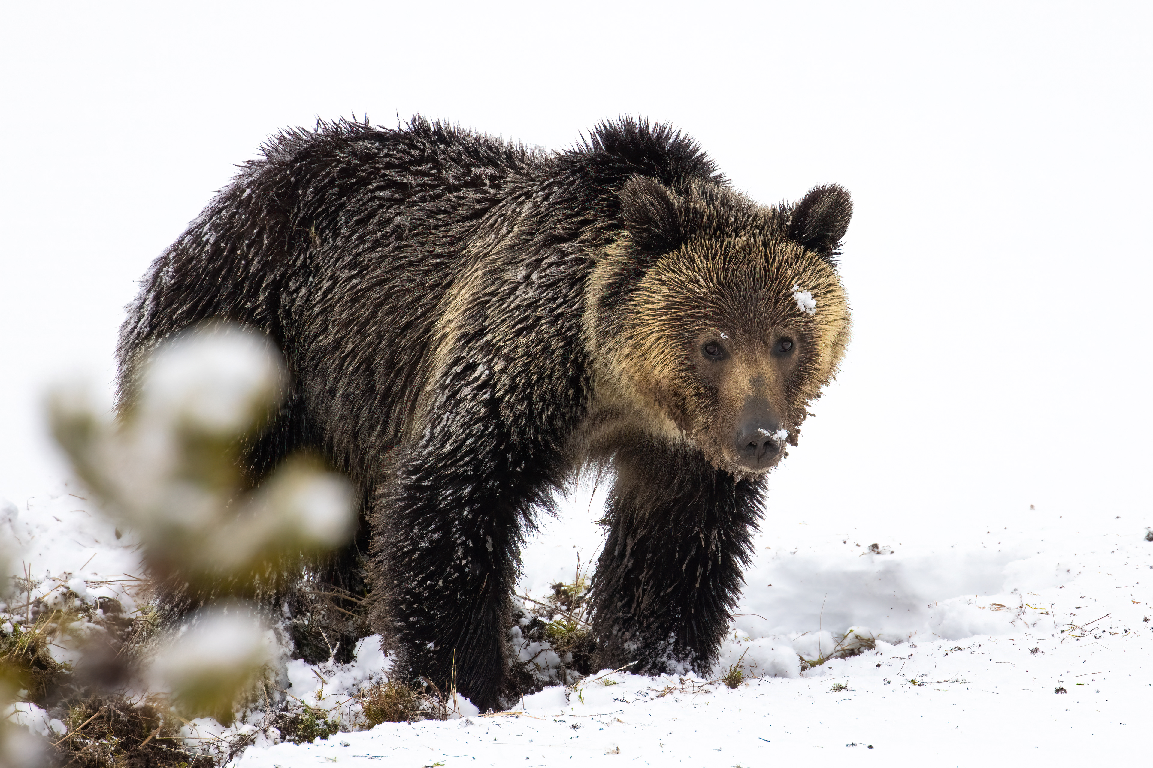 Young Grizzly Bear in Yellowstone
