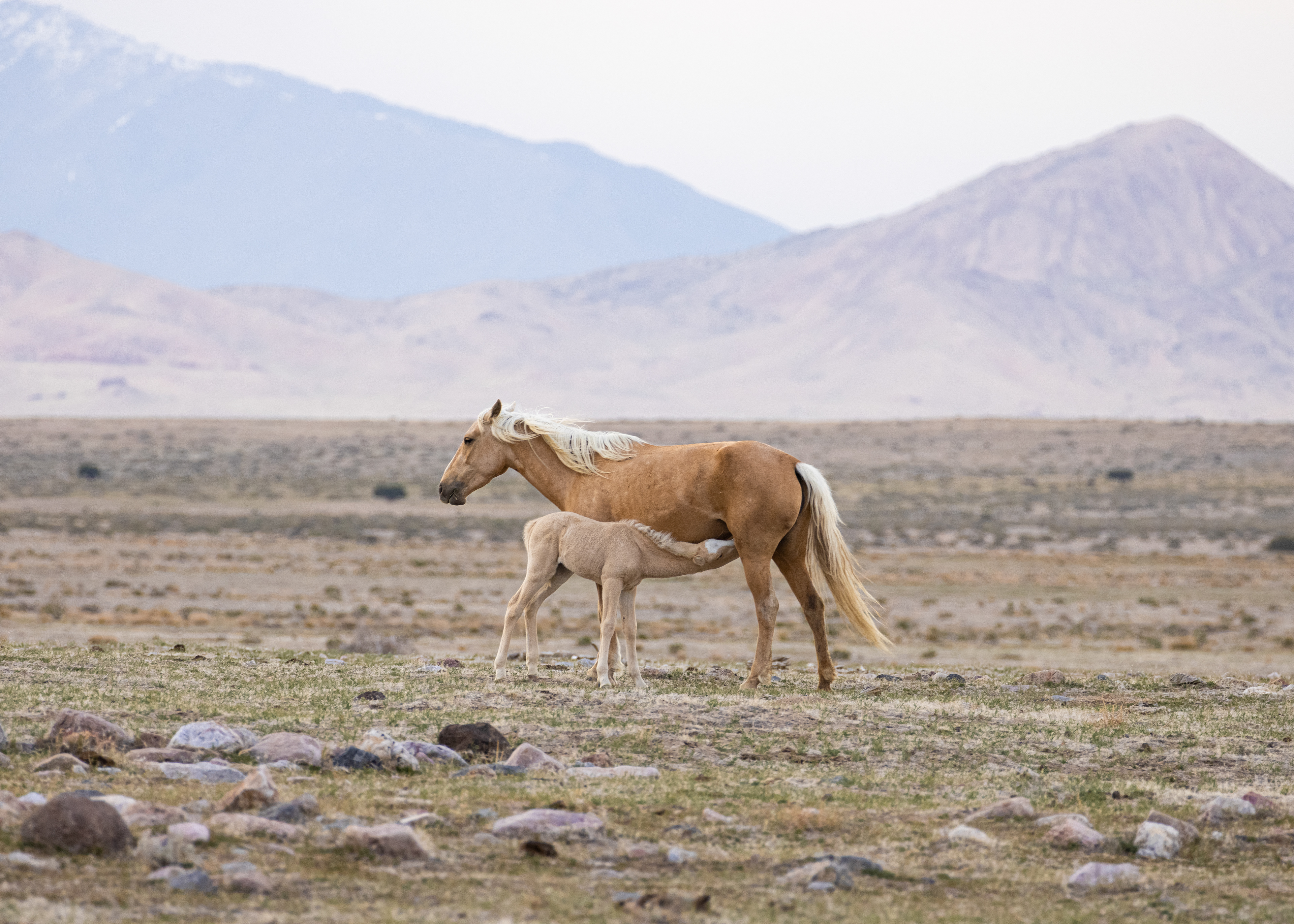 Wild Mustang Fowl Feeding
