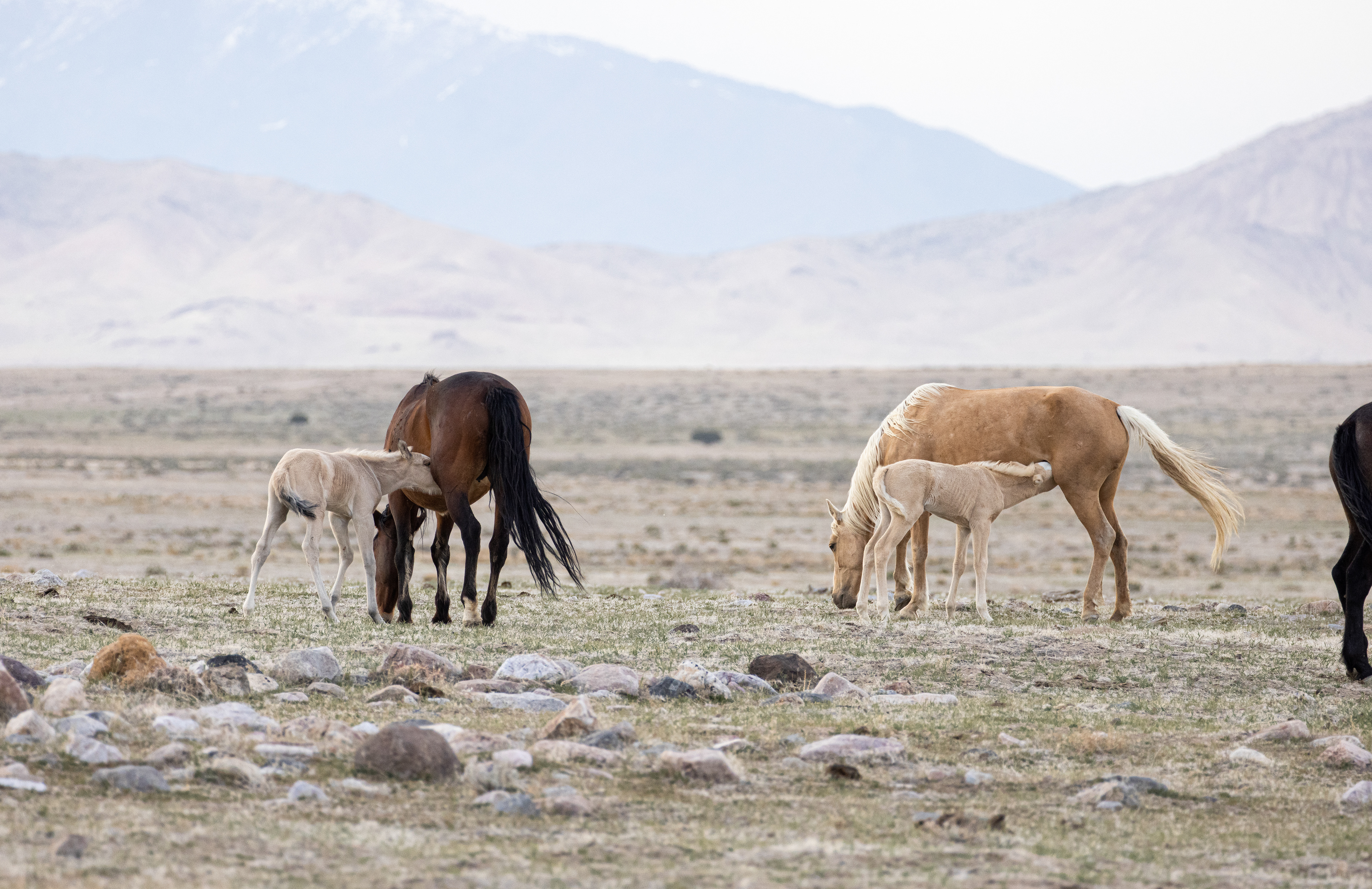 Wild Mustang Fowls Feeding