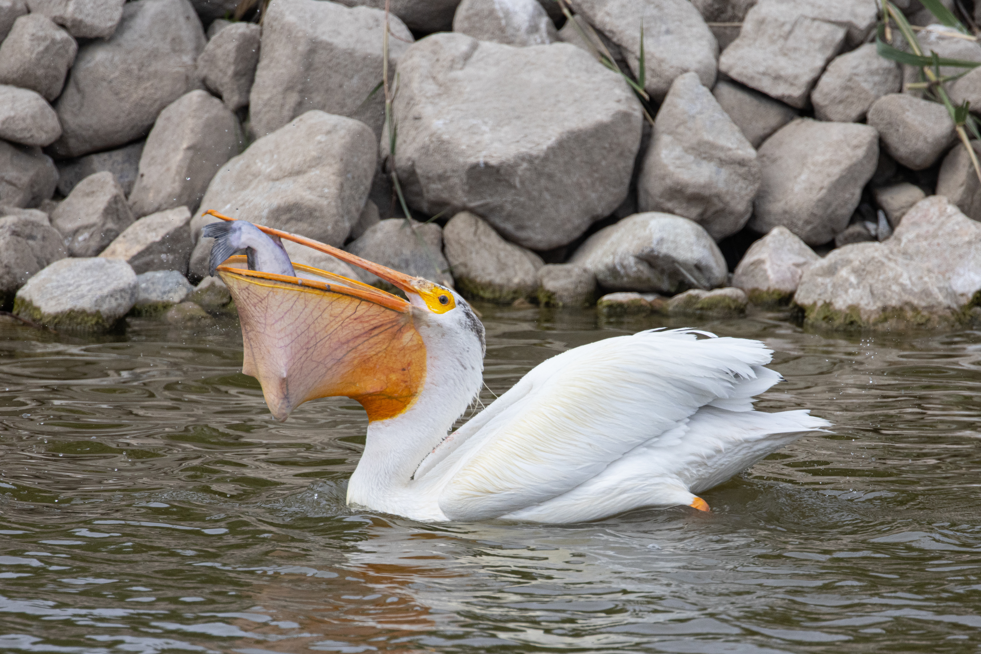American White Pelican Eating