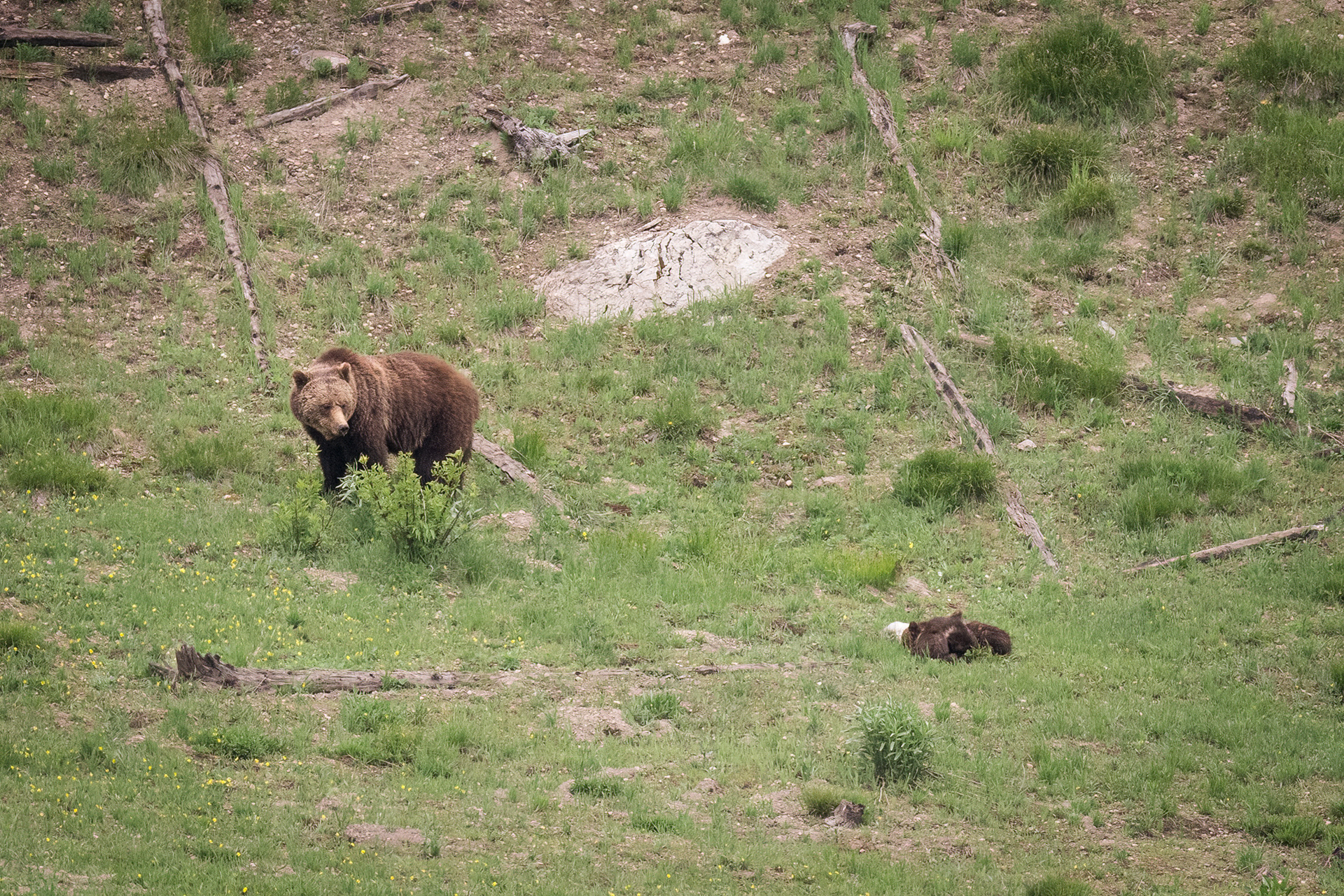 Grizzly Bear Sow (Obsidian 815) and her three new cubs