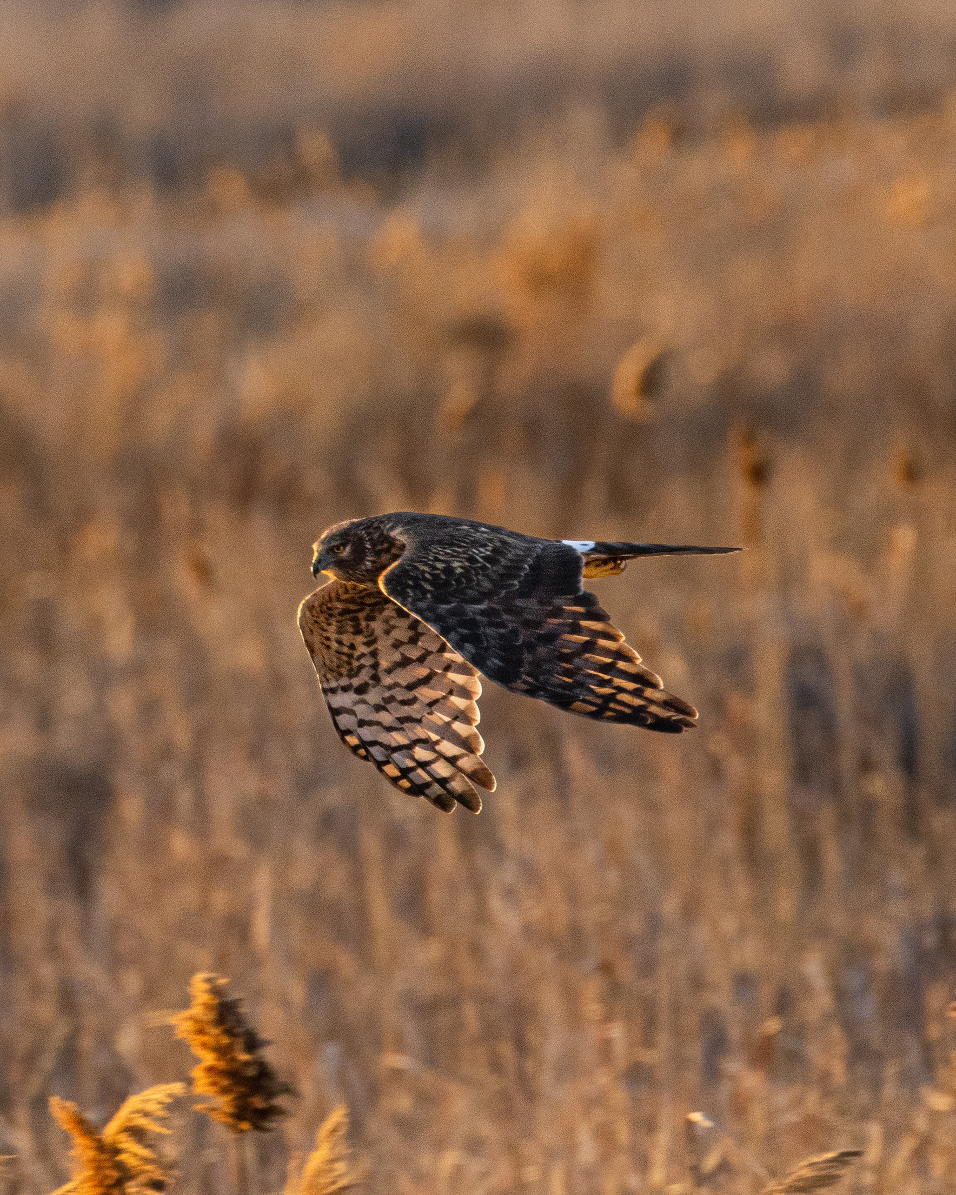 Female Northern Harrier