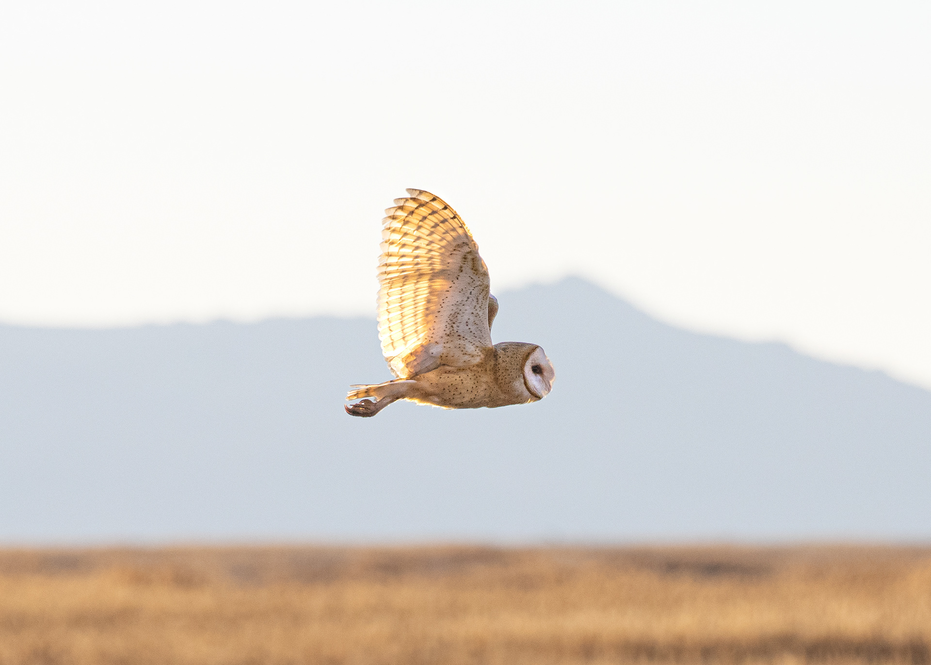 Barn Owl