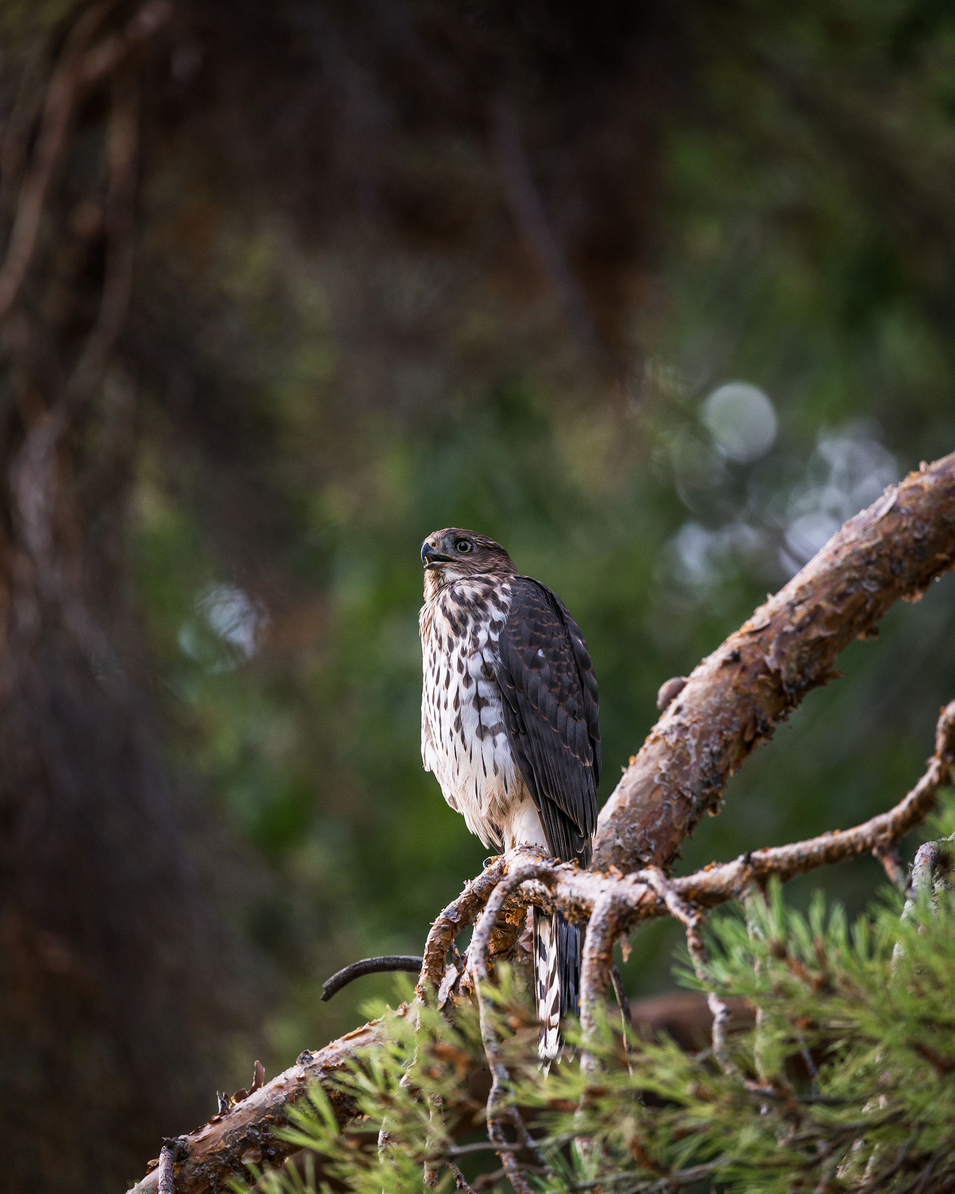 Coopers Hawk