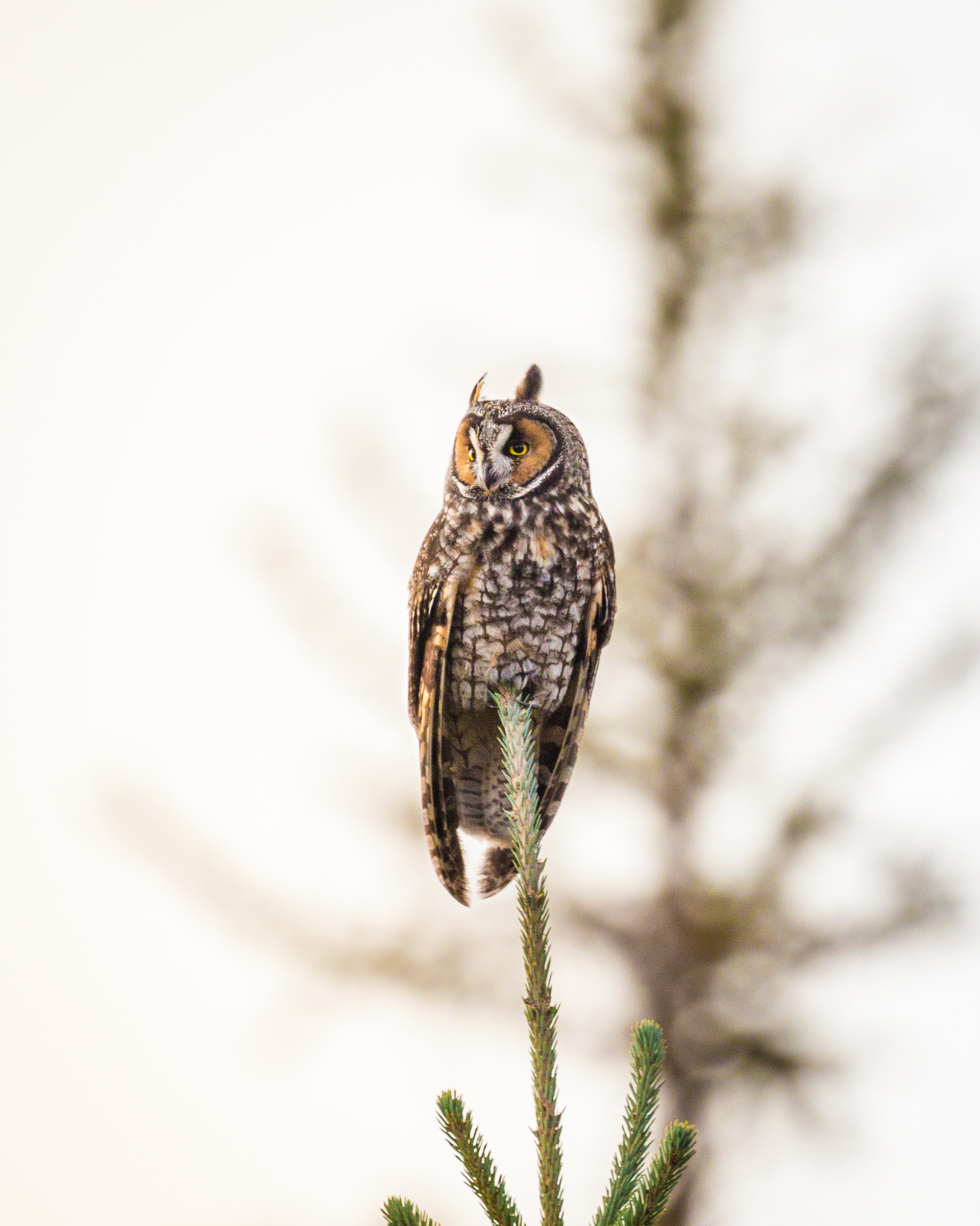 Long Eared Owl