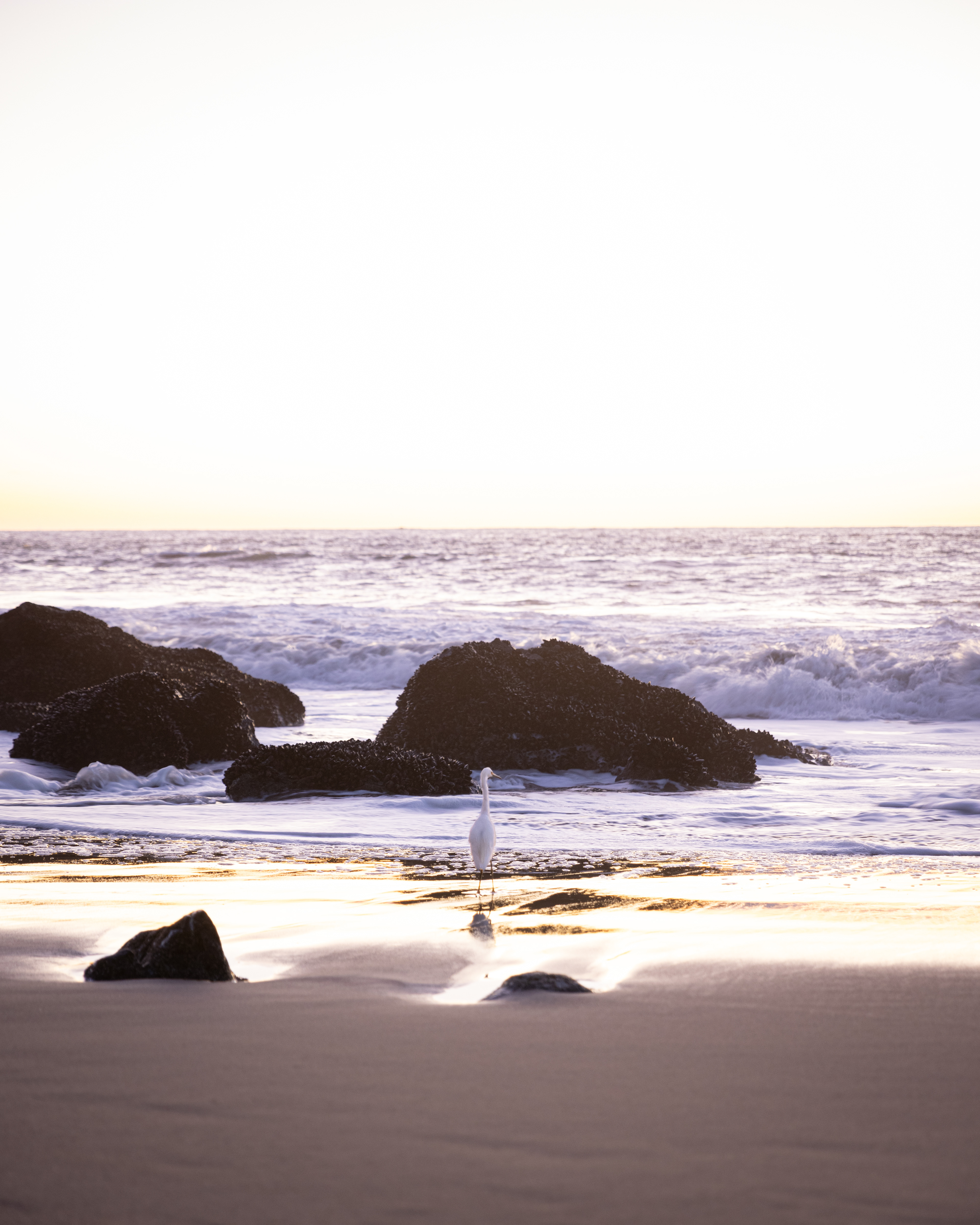 Snowy Egret watching the Sunset