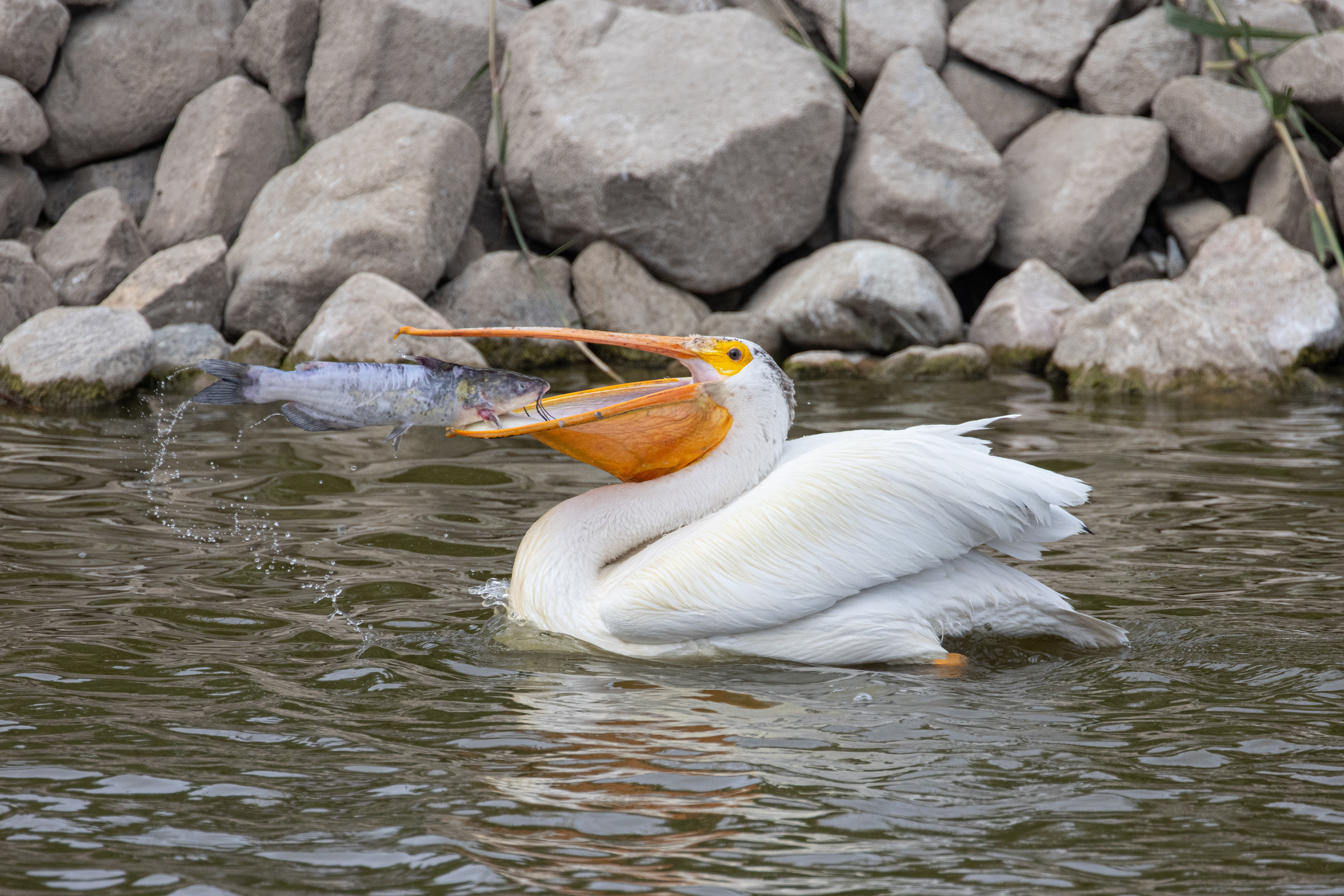 American White Pelican Eating