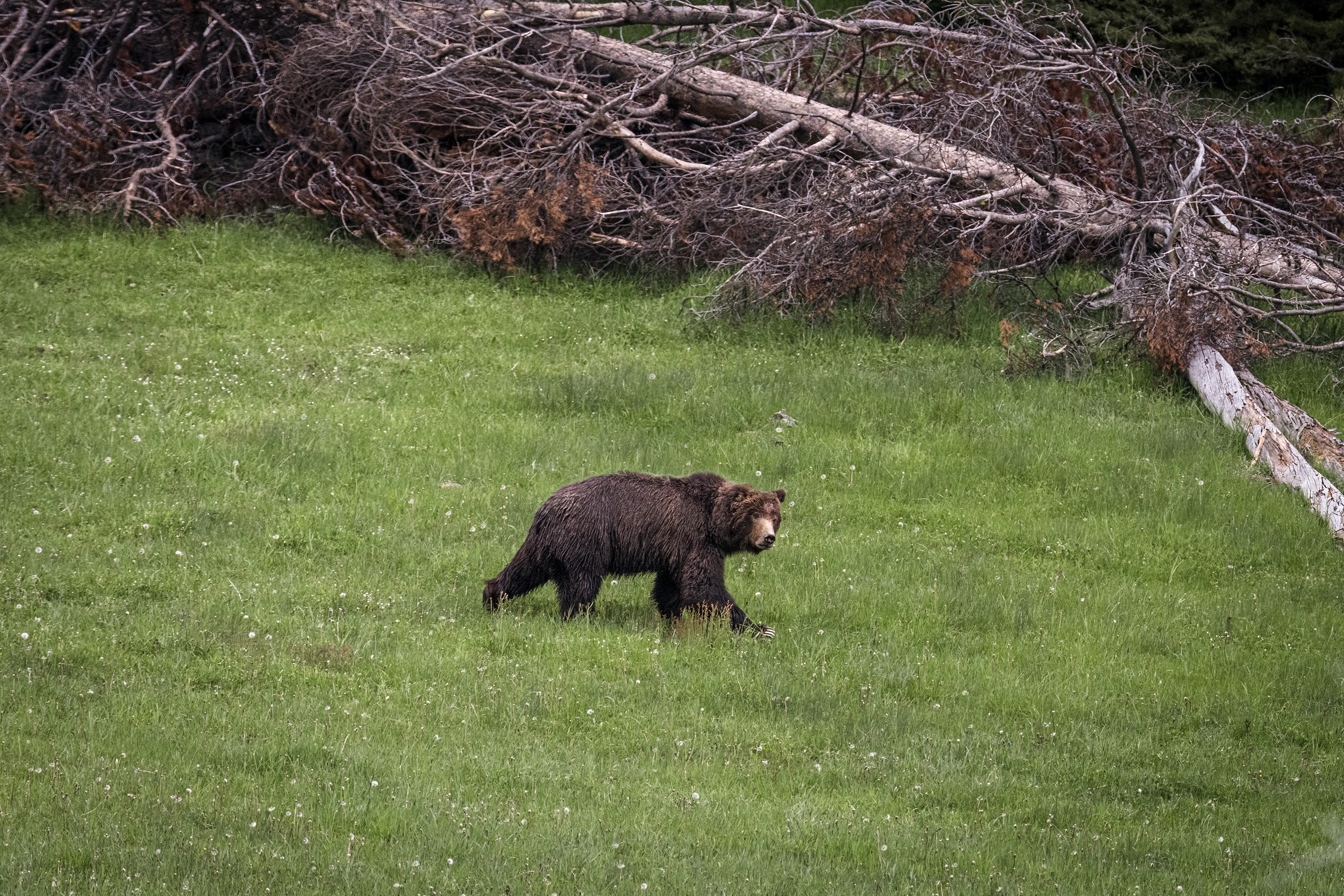 Grizzly Boar tracking Obsidian Sow