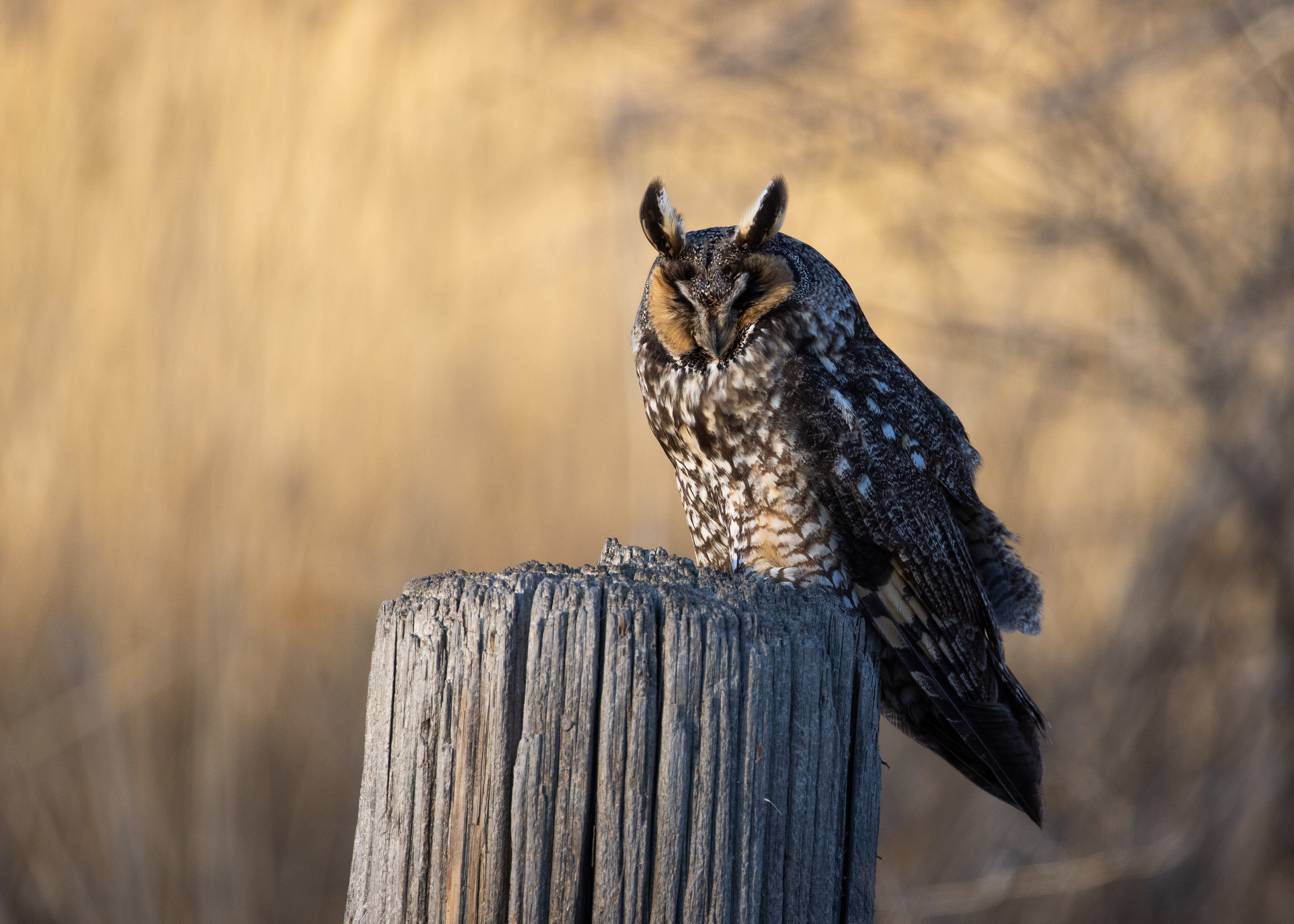 Long Eared Owl Sleeping