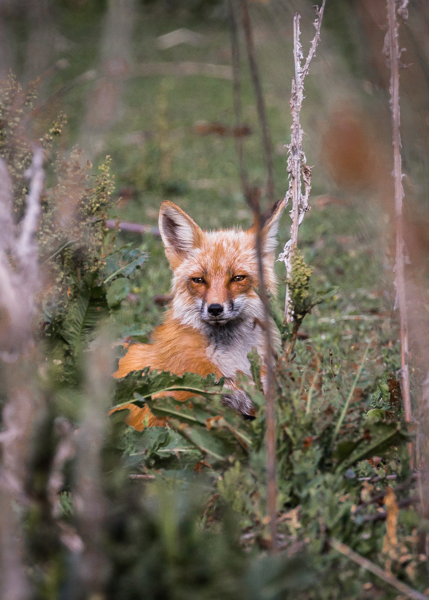 Red Fox