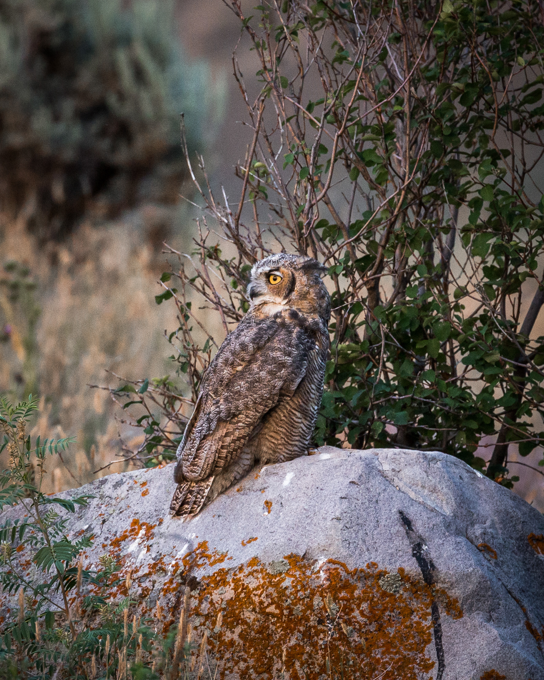 Great Horned Owl