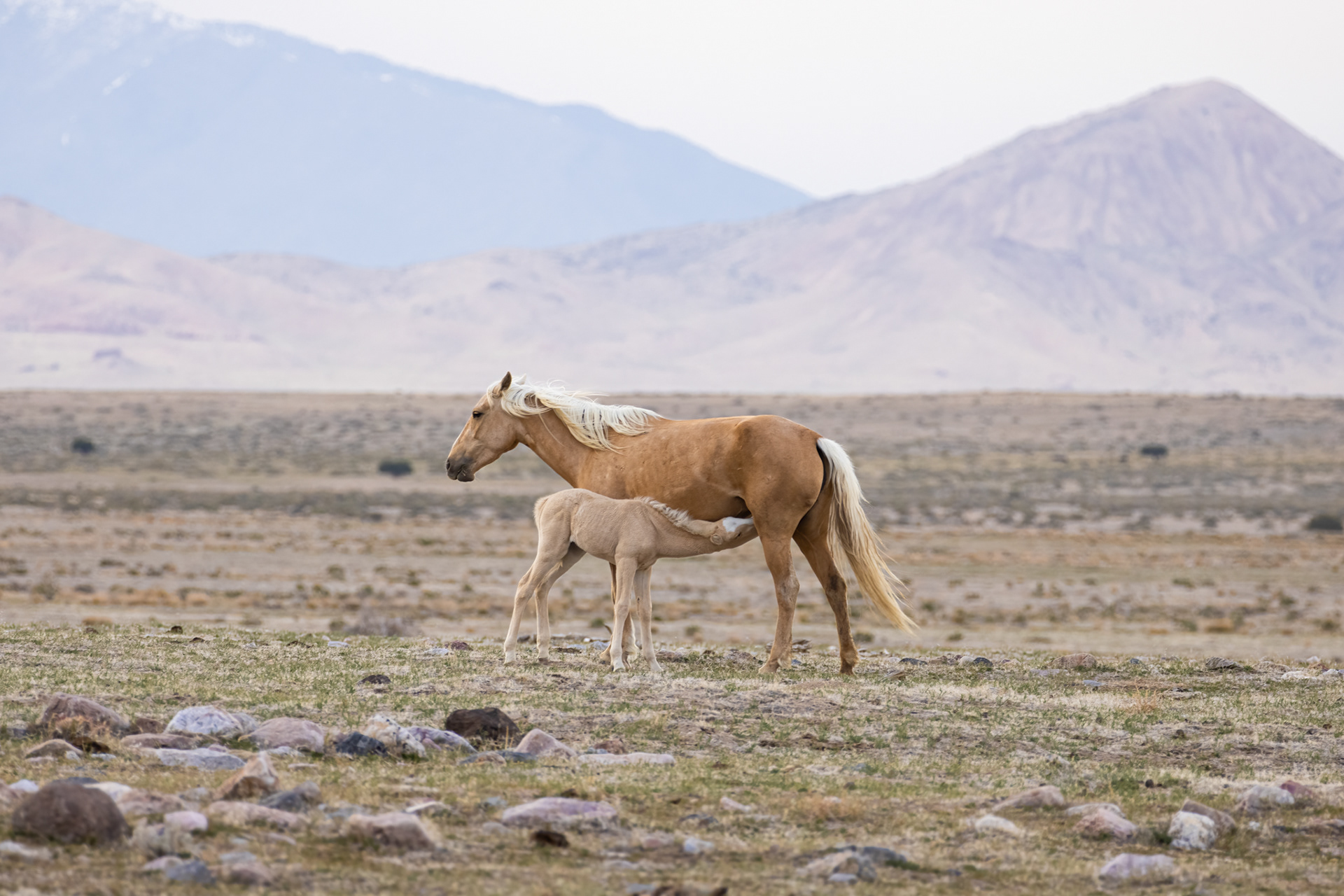 Wild Mustang Mother Feeding Foal