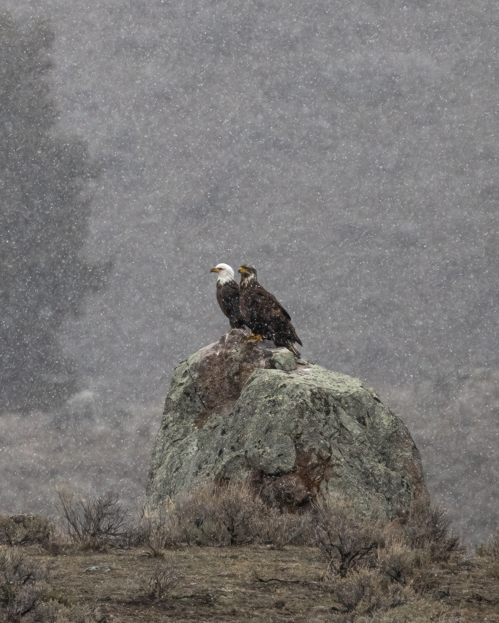 Adult & Juvenile Bald Eagle