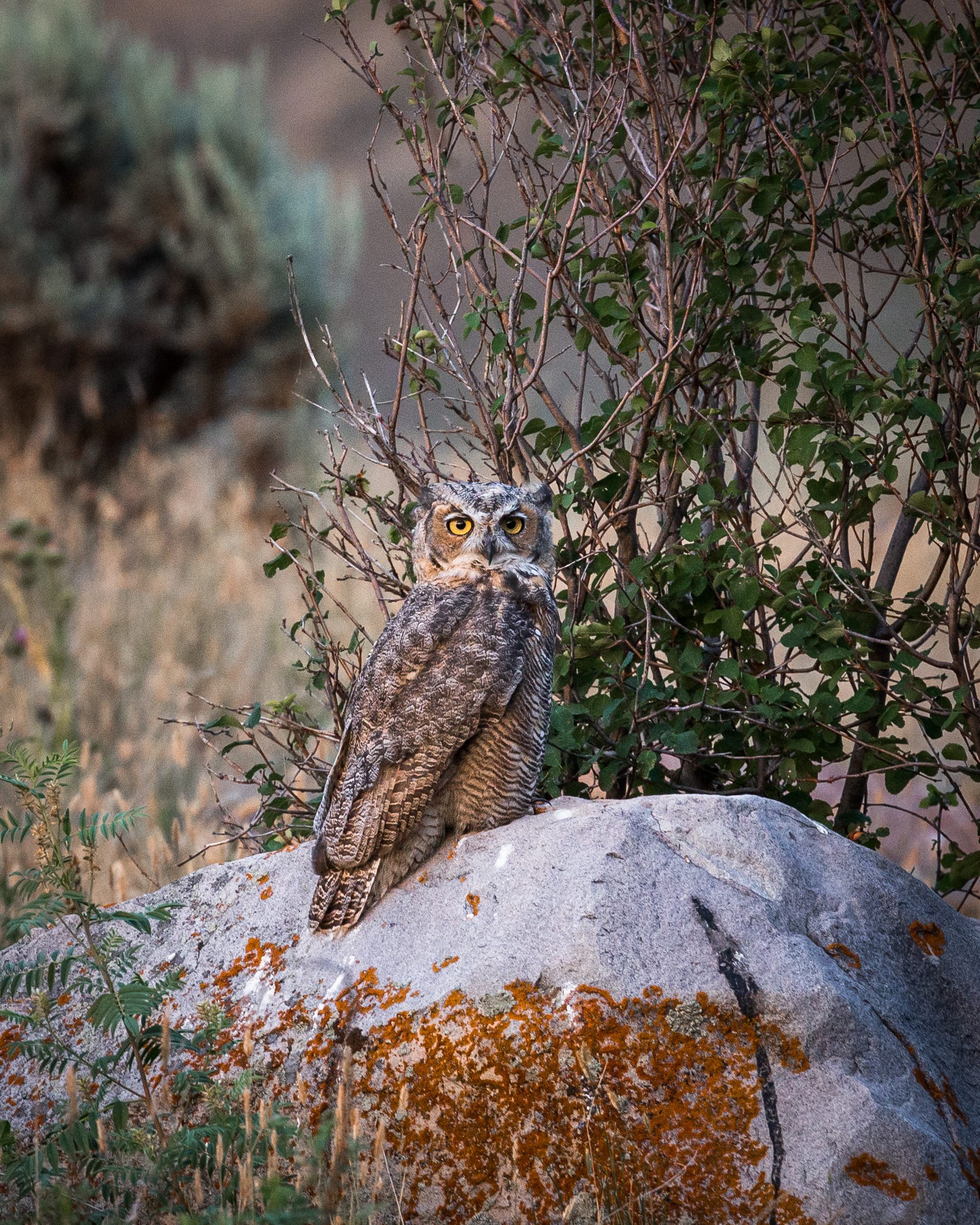 Great Horned Owl