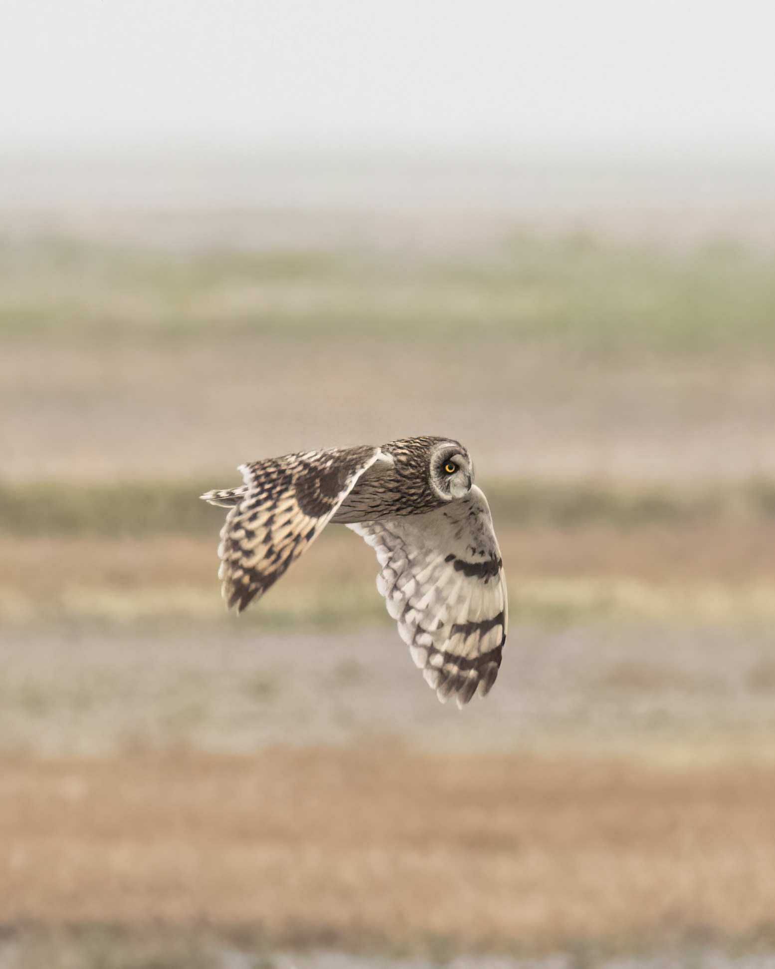Short Ear Owl on the hunt