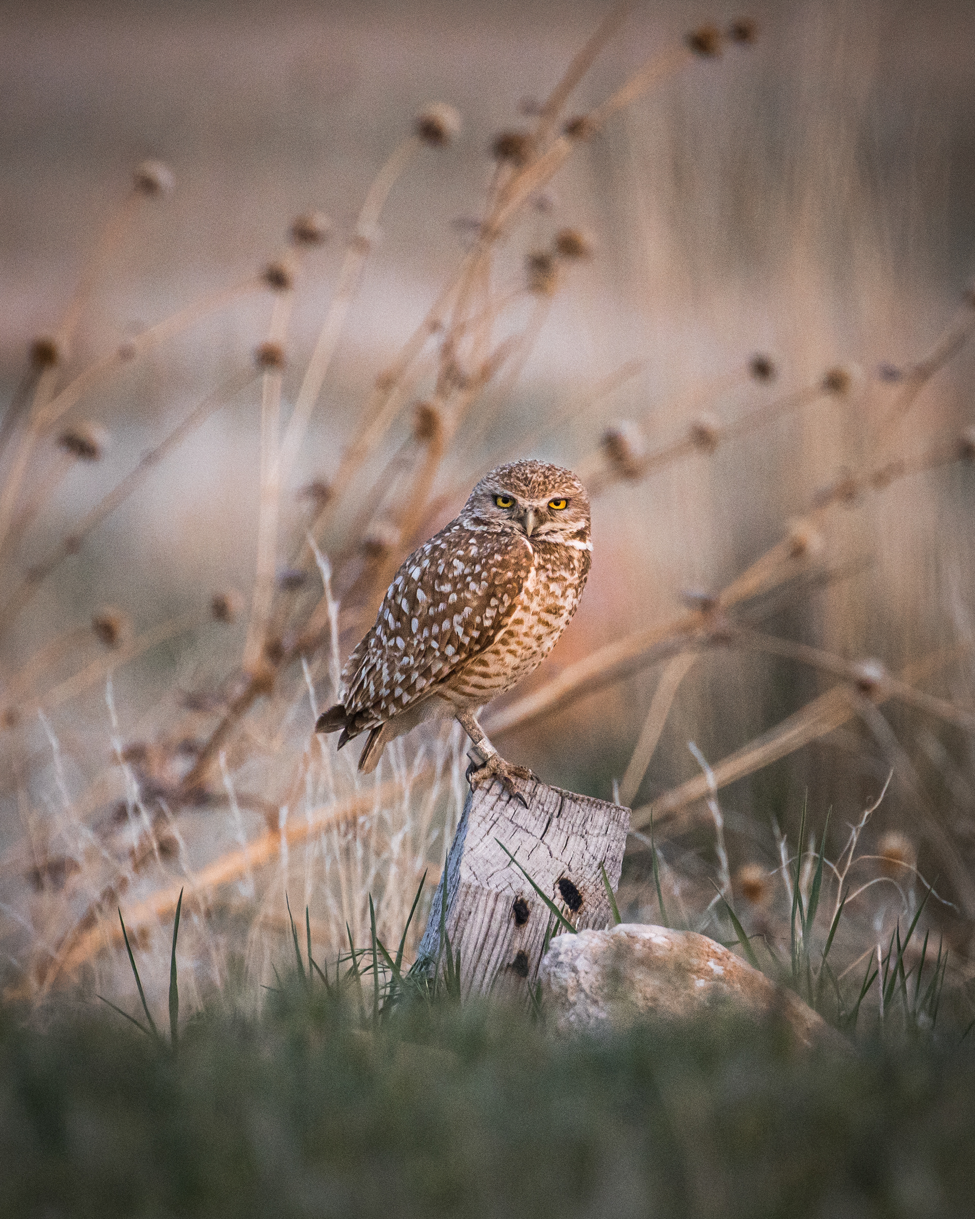 Burrowing Owl