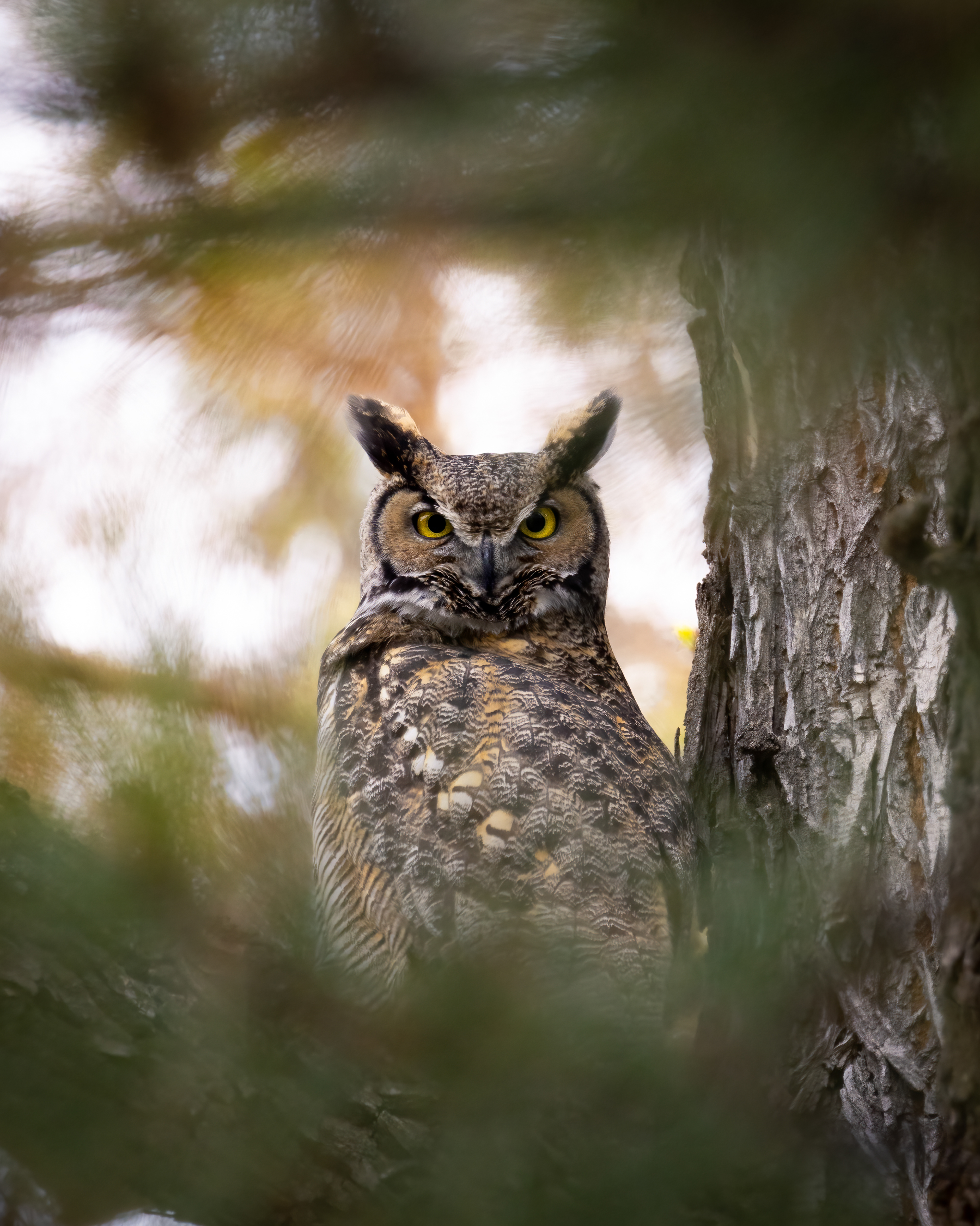 Great Horned Owl