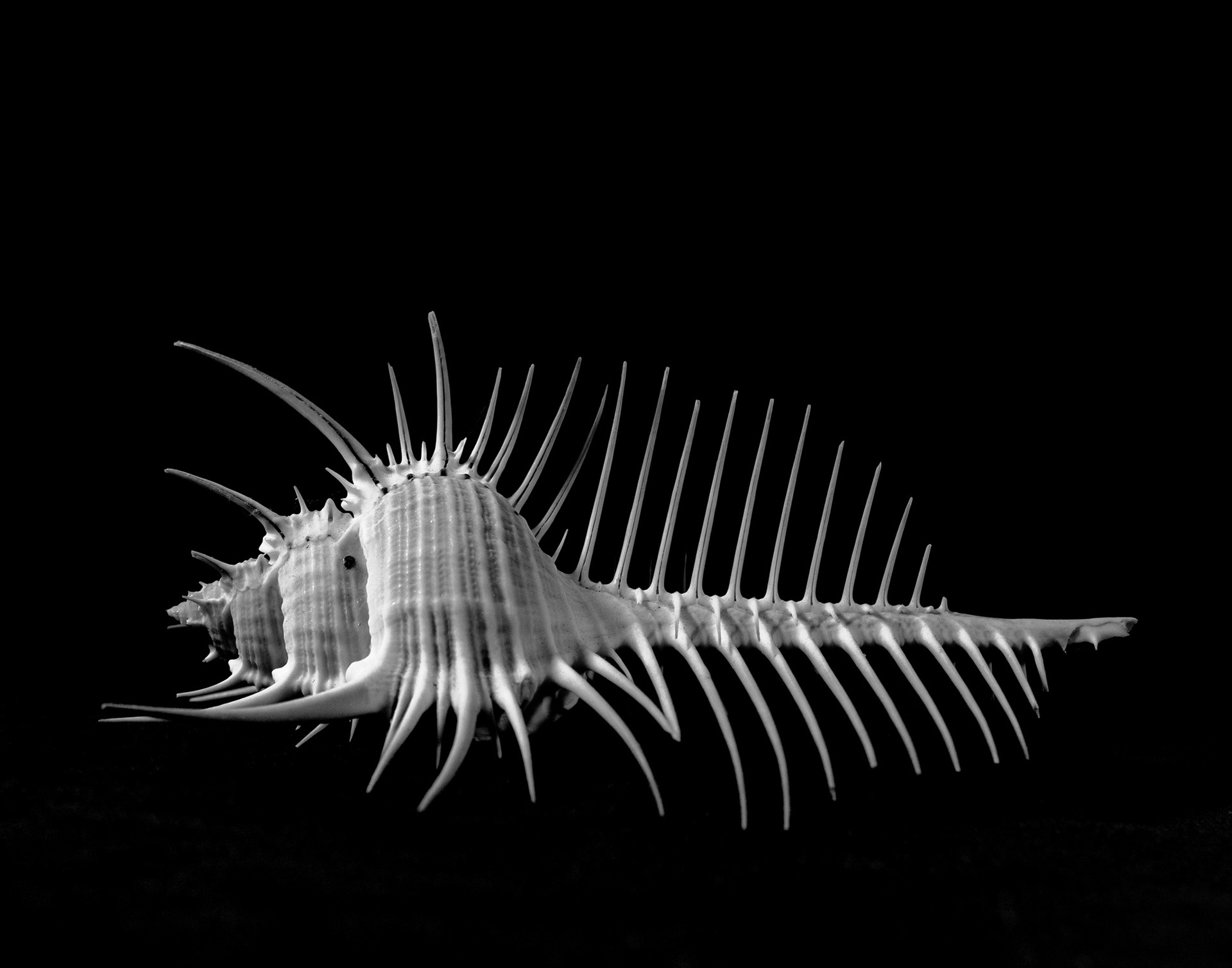 Venus-Comb-Murex
