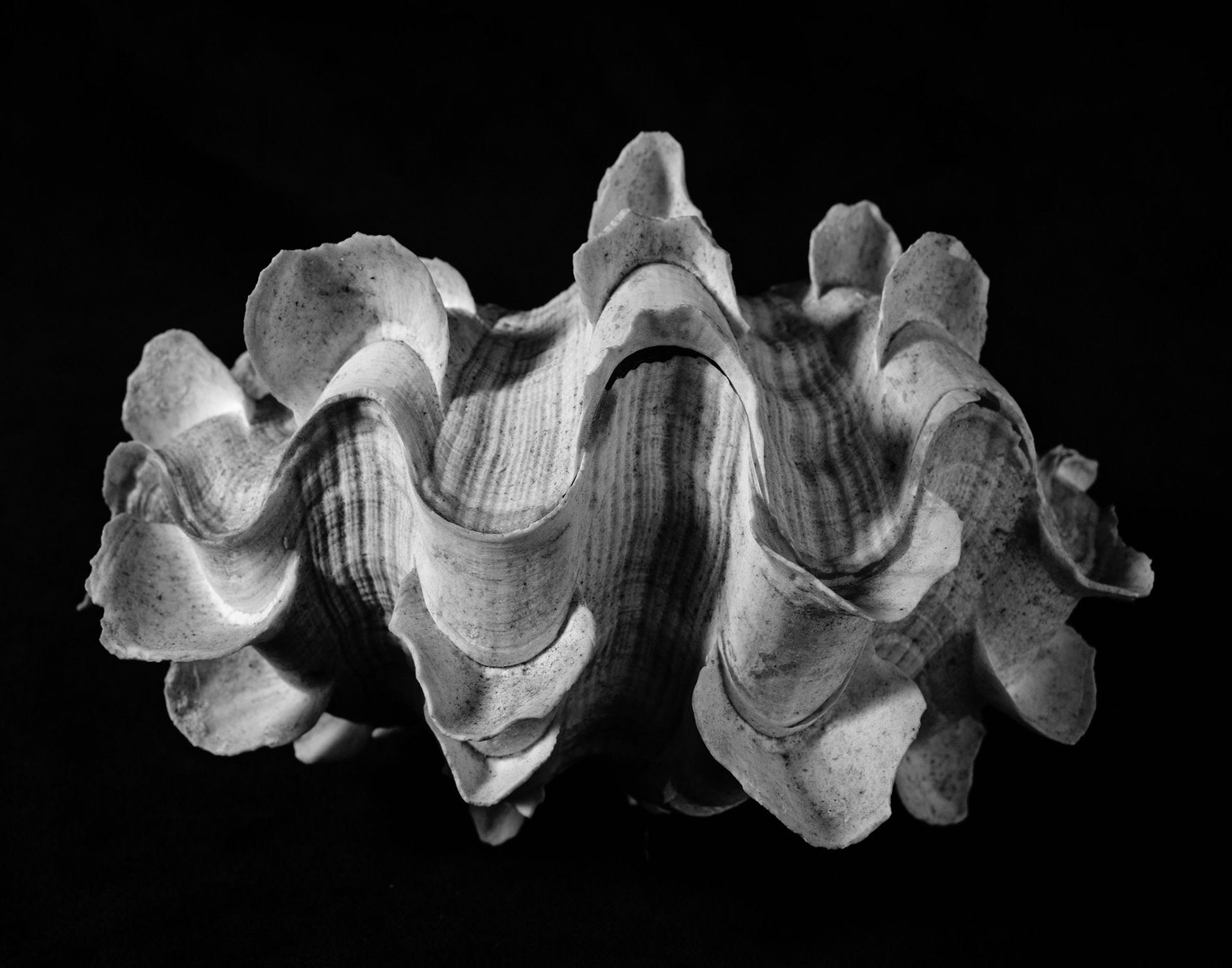 Tridacna-Squamosa-Giant-Frilled-Clam