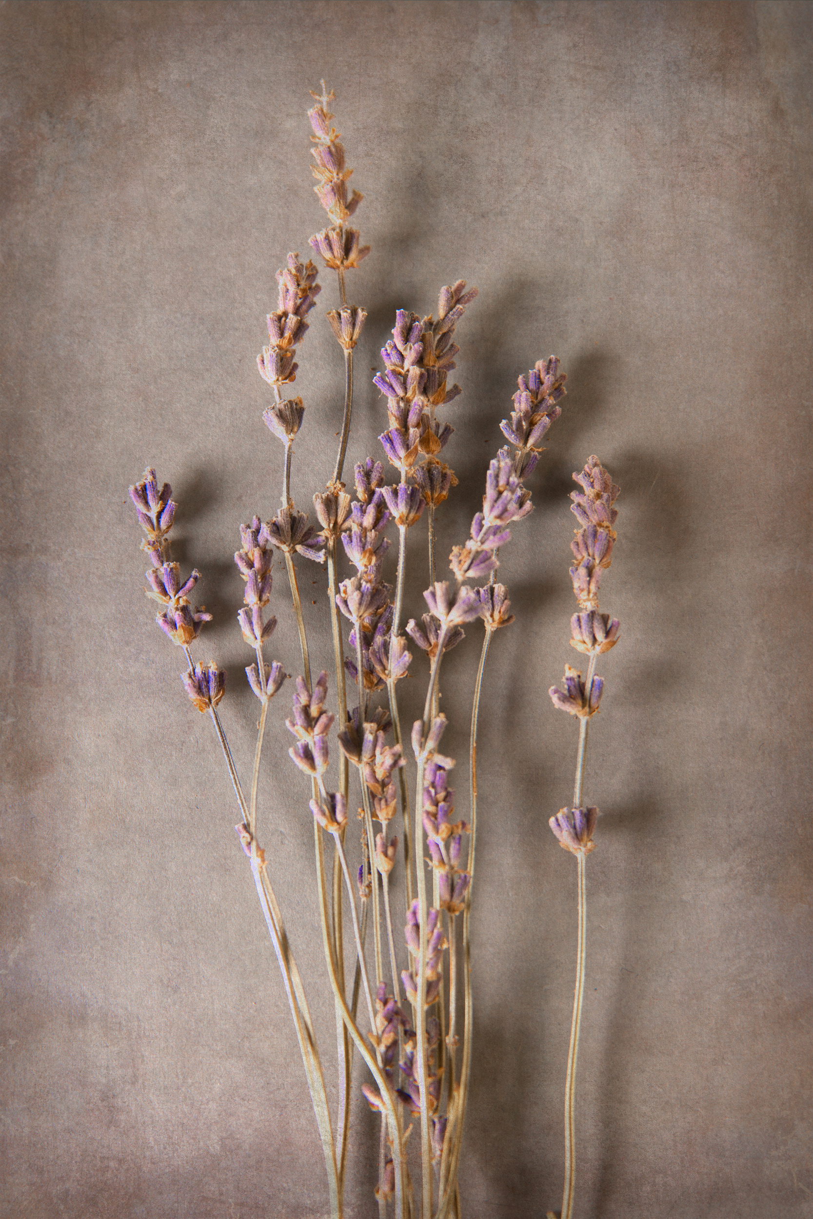 Lavender, Obscurum Series
