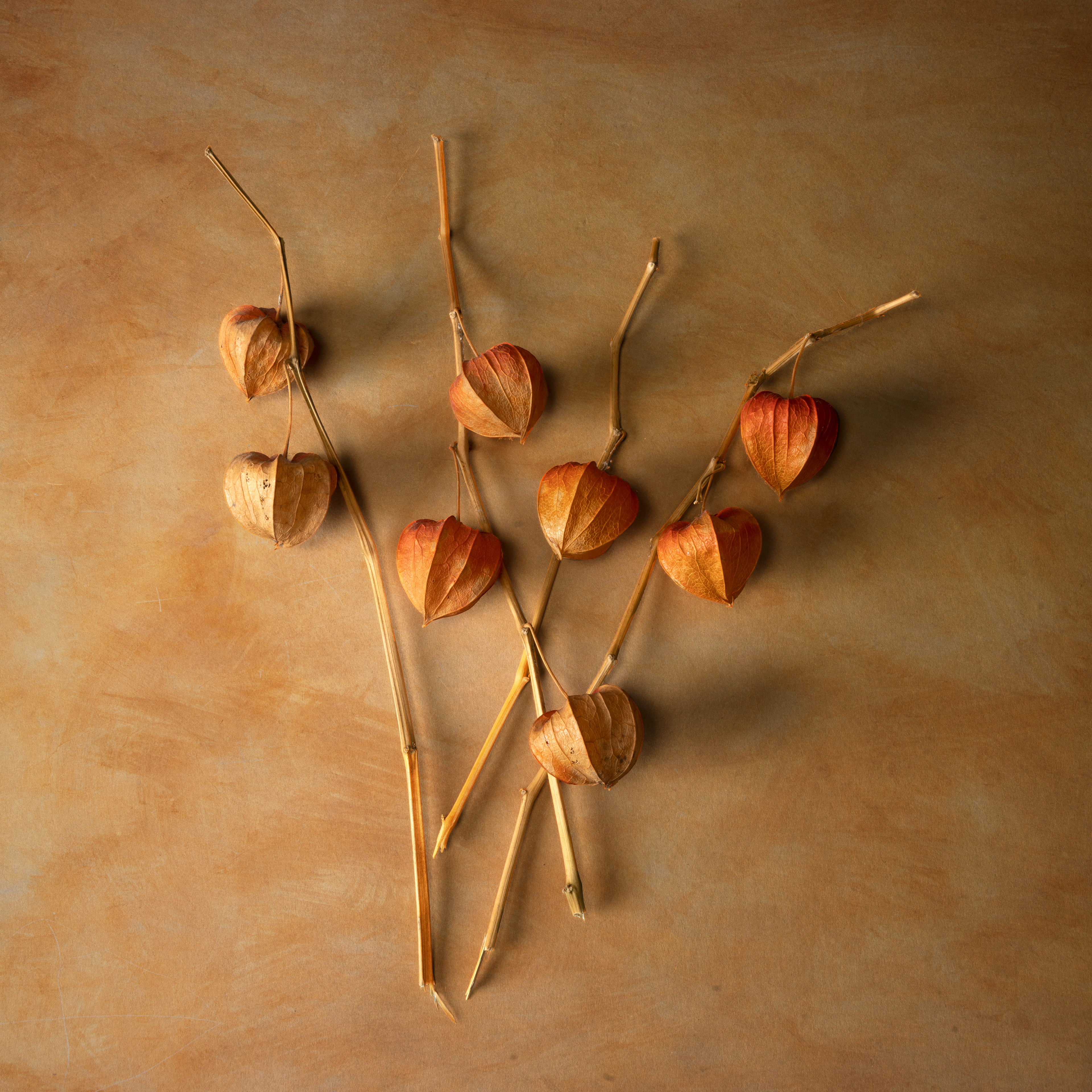 Lantern Flower, Obscurum Series