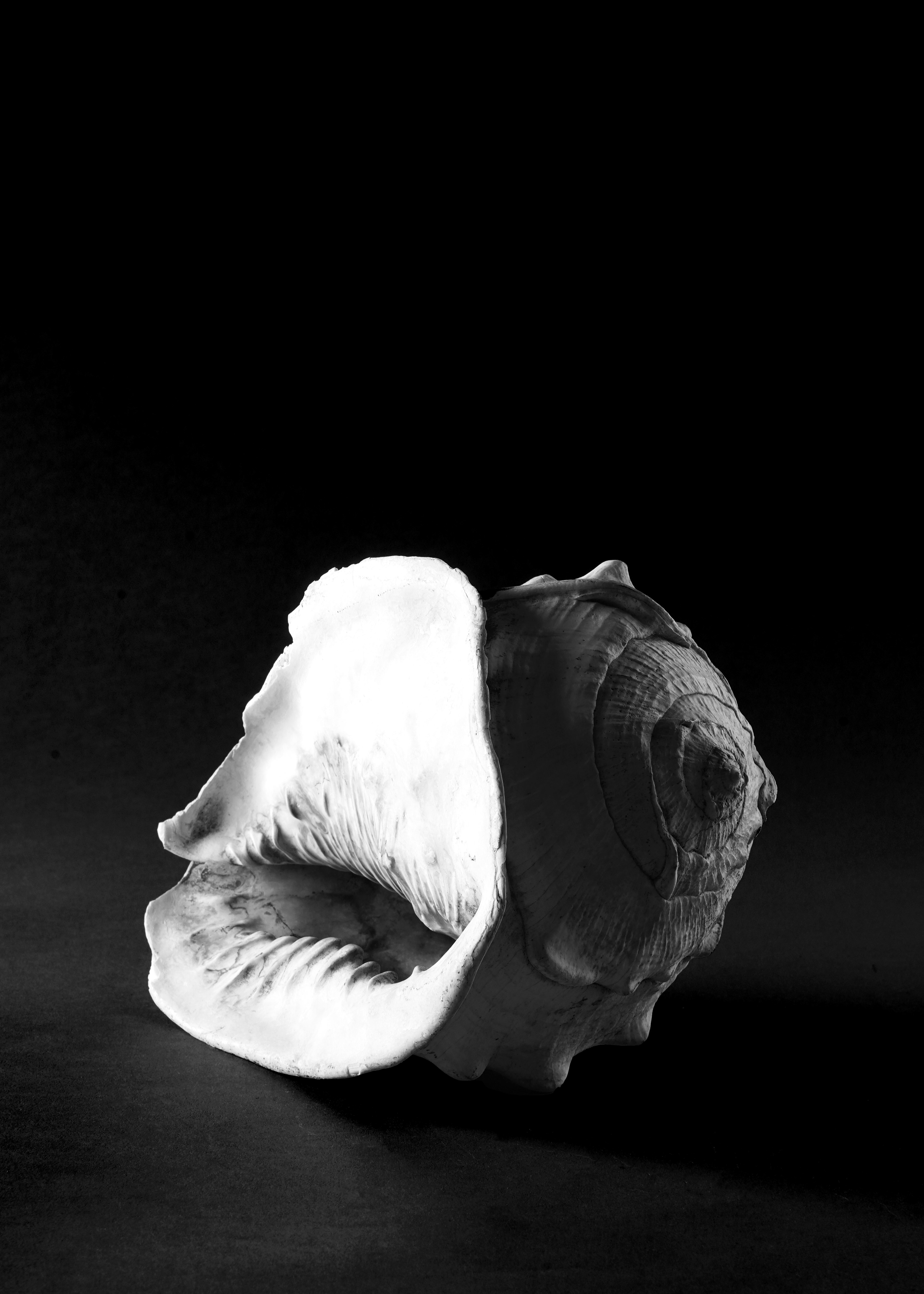 Conch