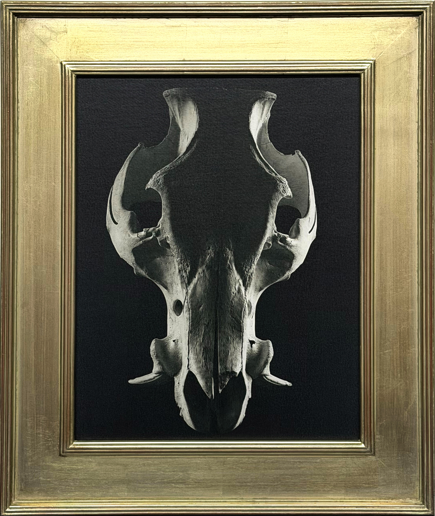 James Bostick Boar Photographic Archival Pigment Print on Canvas, 22x28 inches
