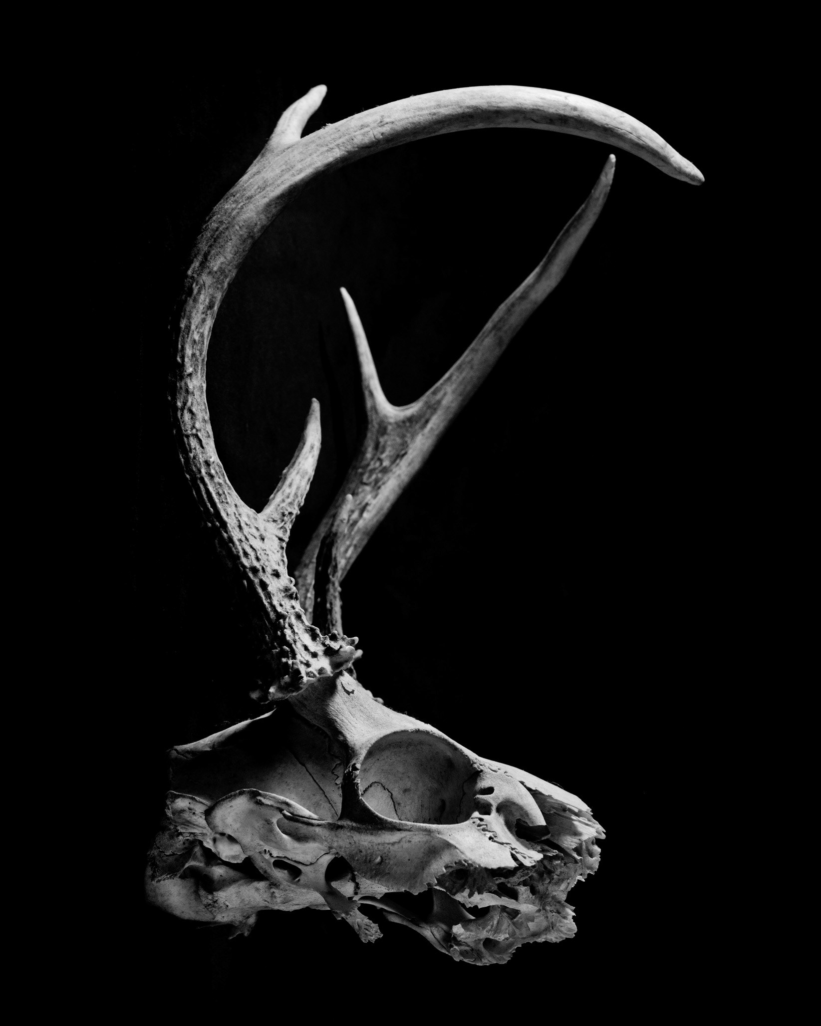 Antlers