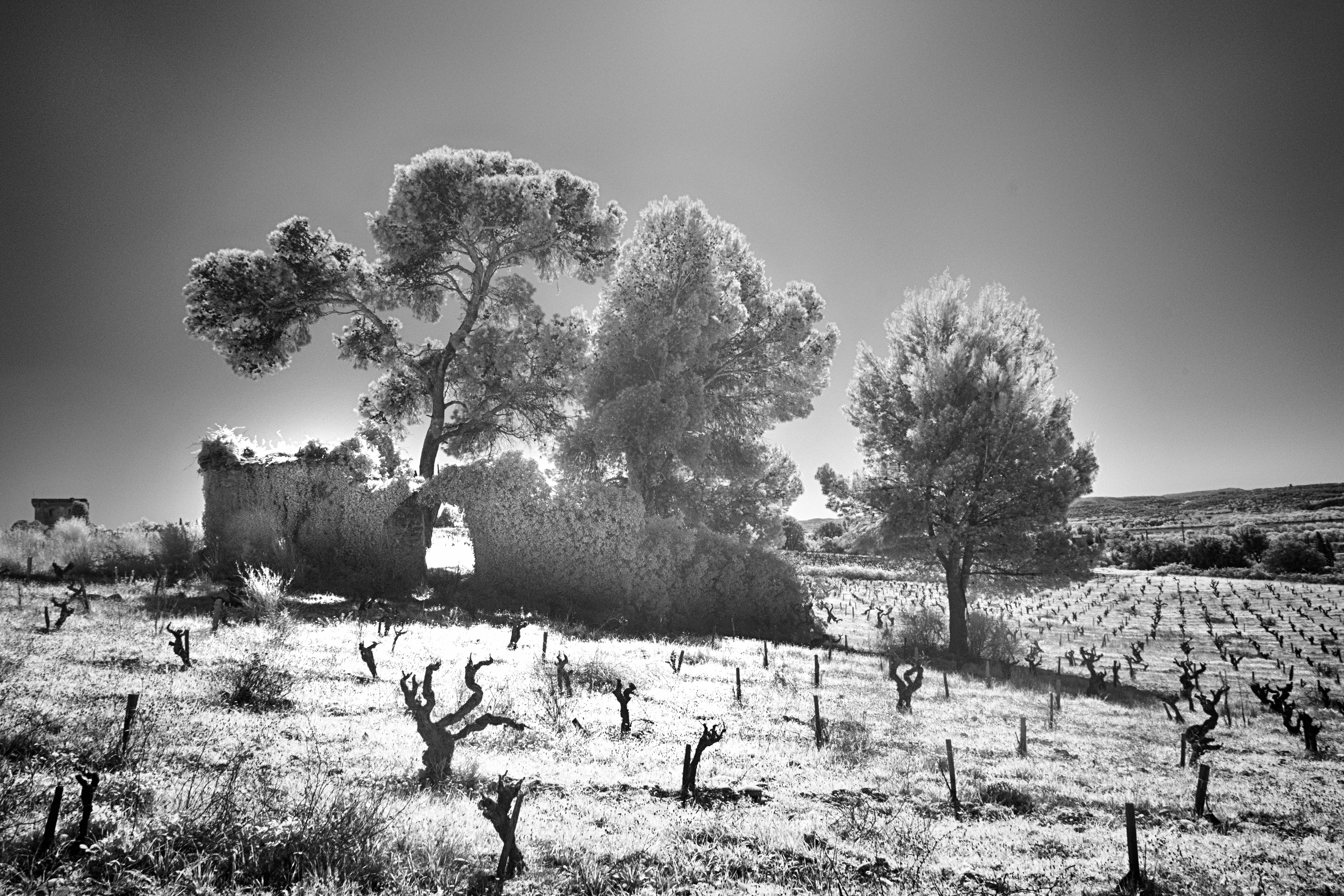 chateauneuf du pape ruins