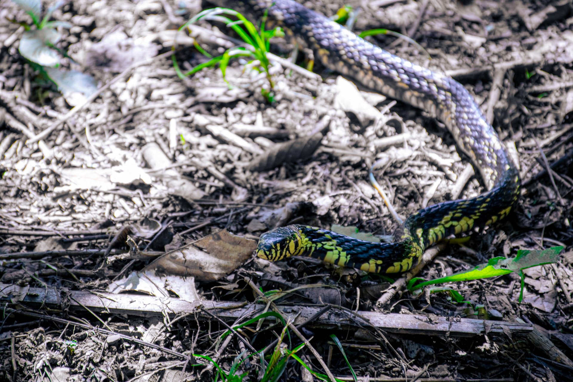 Cobra encontrada no Parque do Lapa Grande