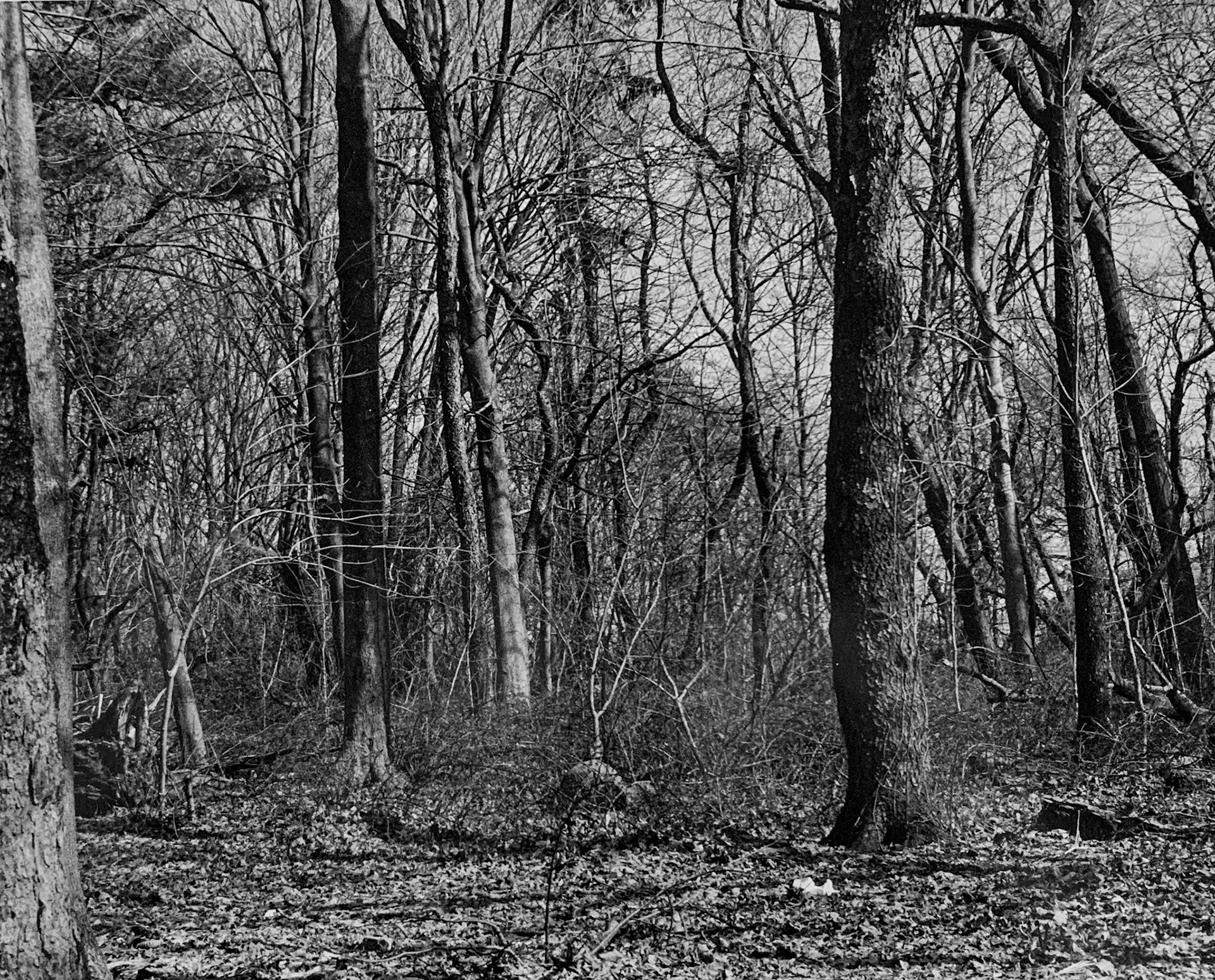 Pelham Bay Park - 2018