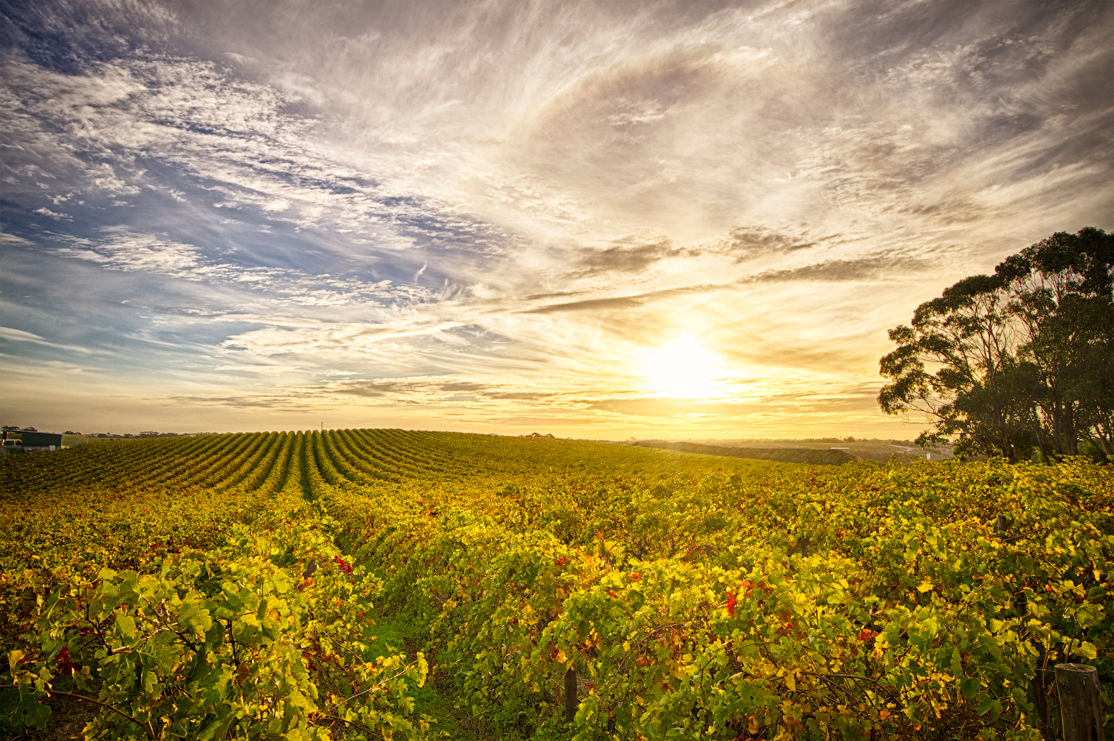 McLaren Vale, South Australia